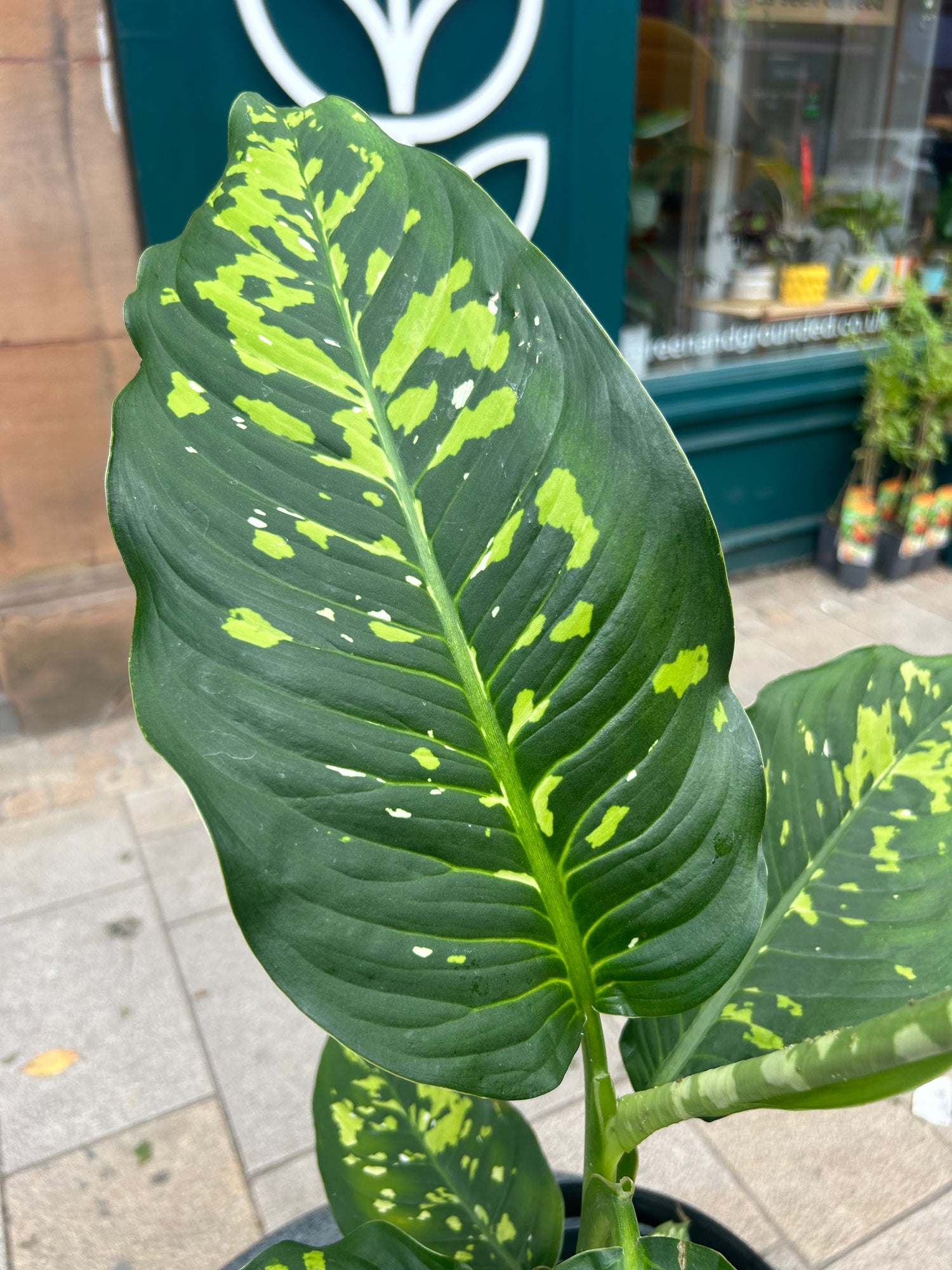 Dieffenbachia Spotty
