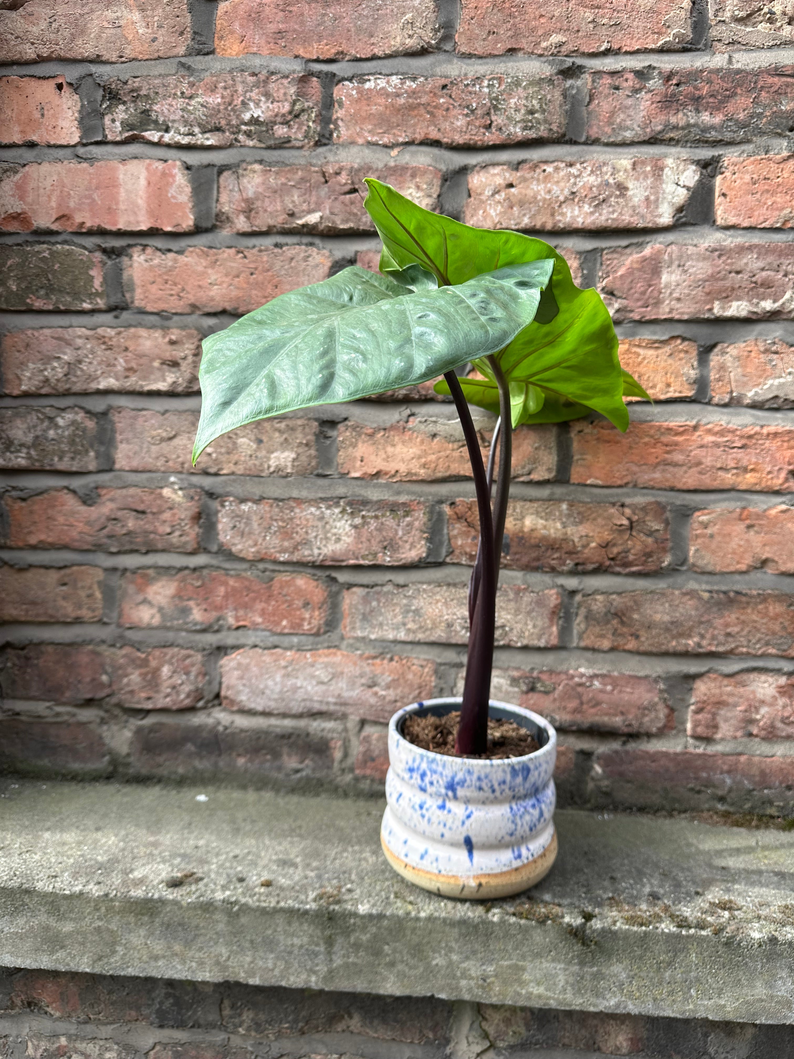 Alocasia Black Cobra