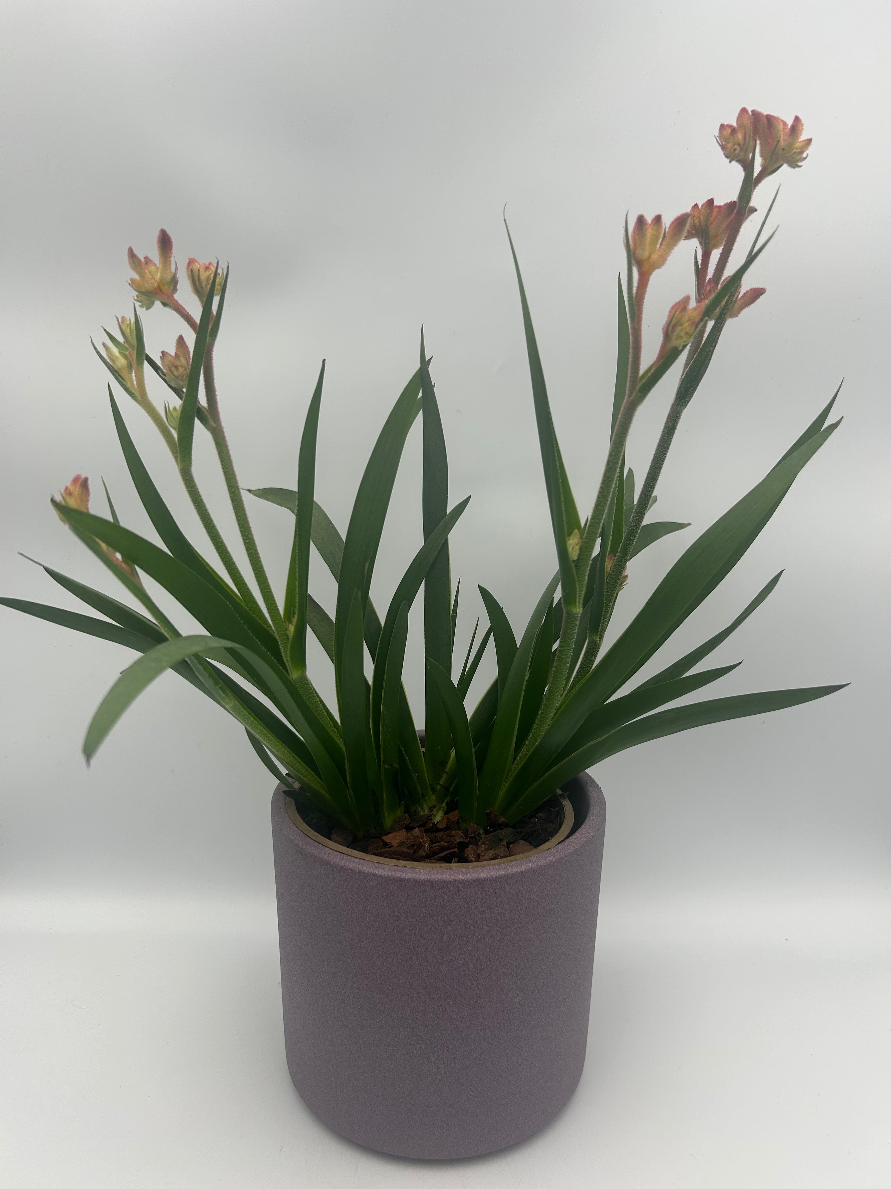 Kangaroo Paw