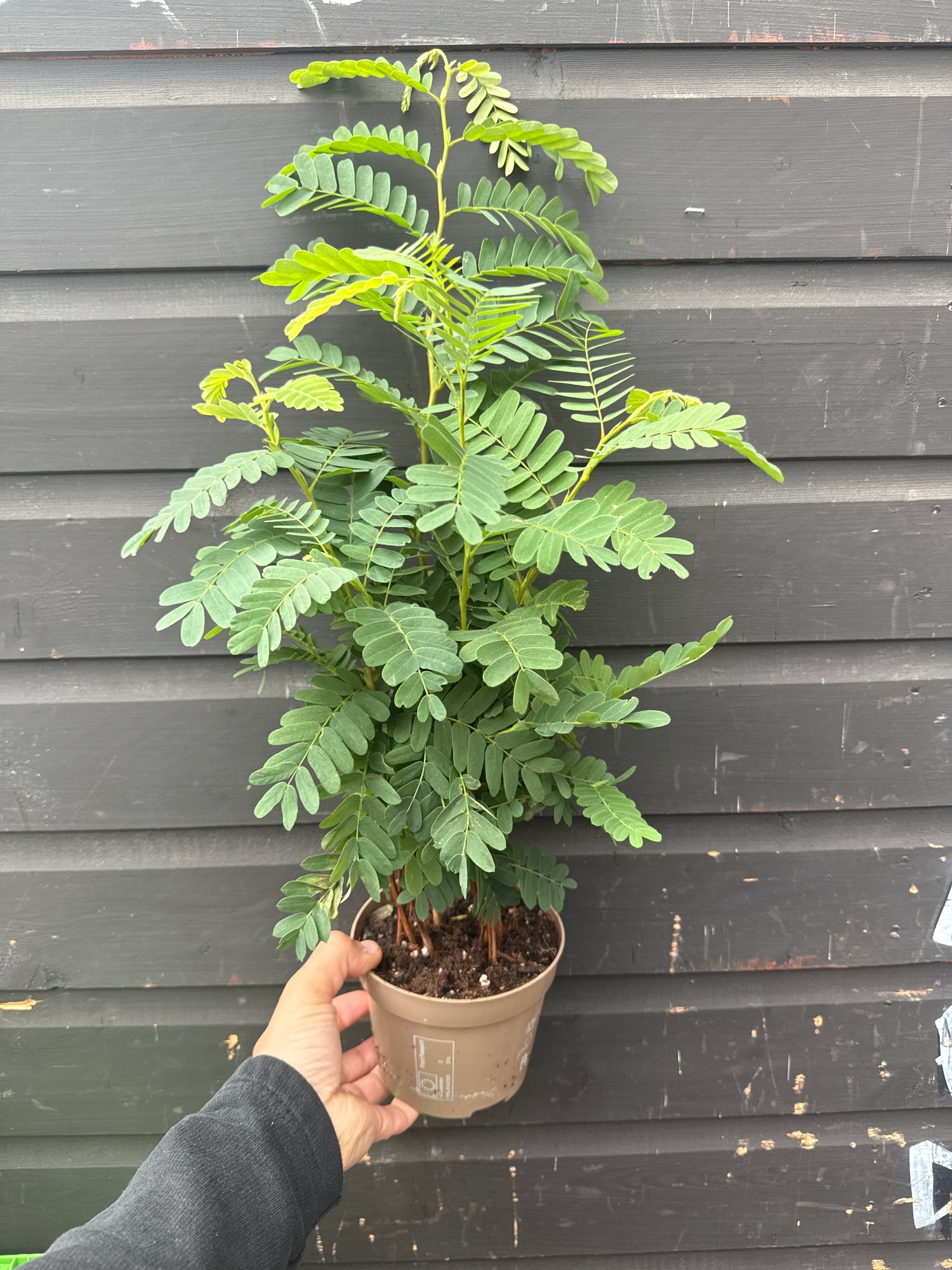 Tamarindus indica (Tamarind Tree)