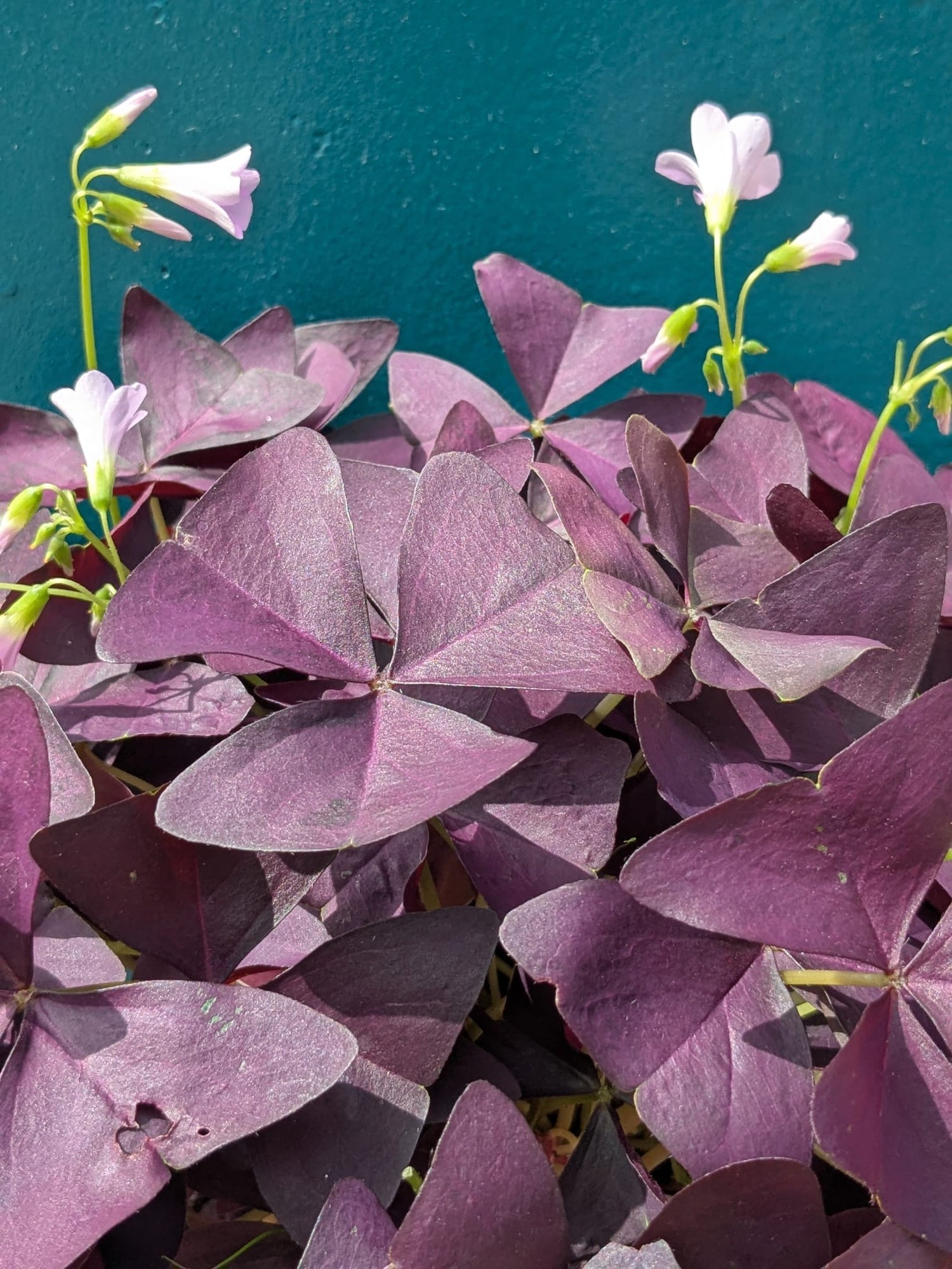 Oxalis Triangularis Mijke