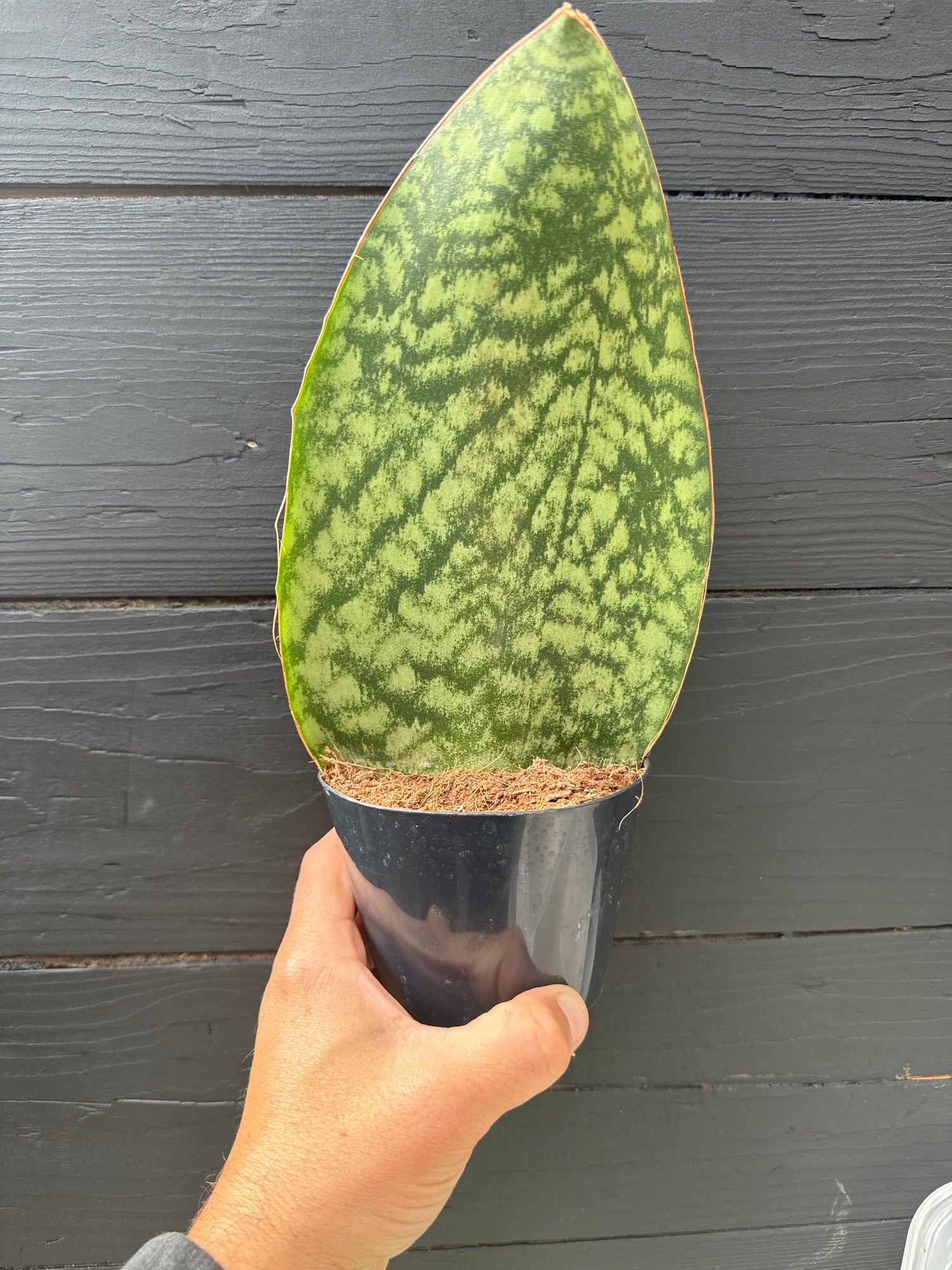 Sansevieria Whale Fin