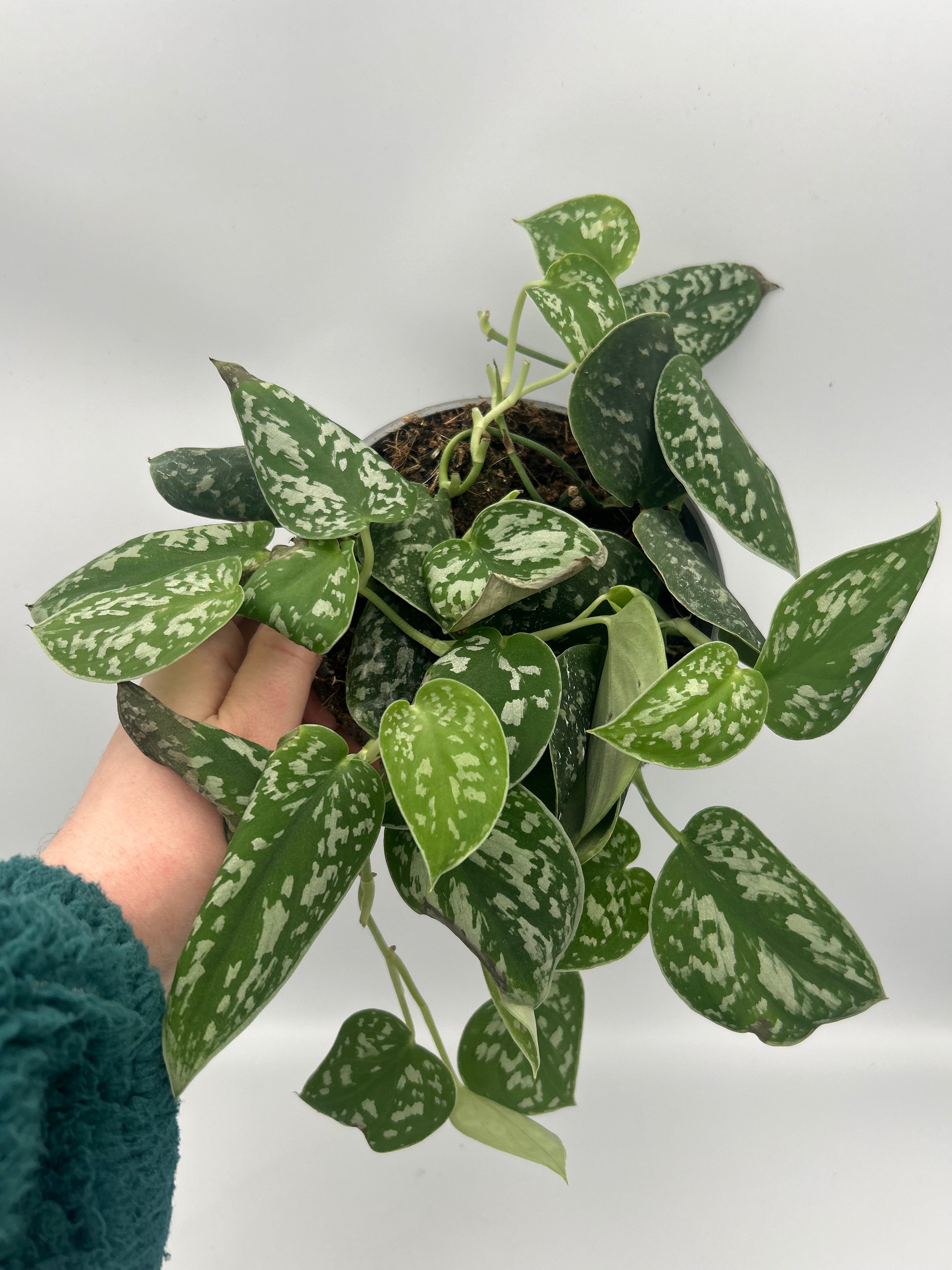 Scindapsus Pictus Argyraeus