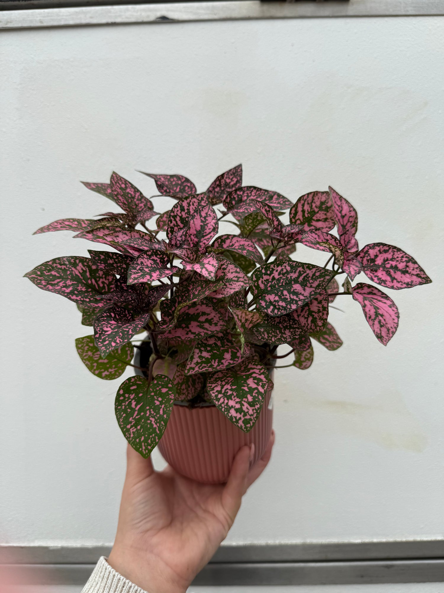 Hypoestes Confetti