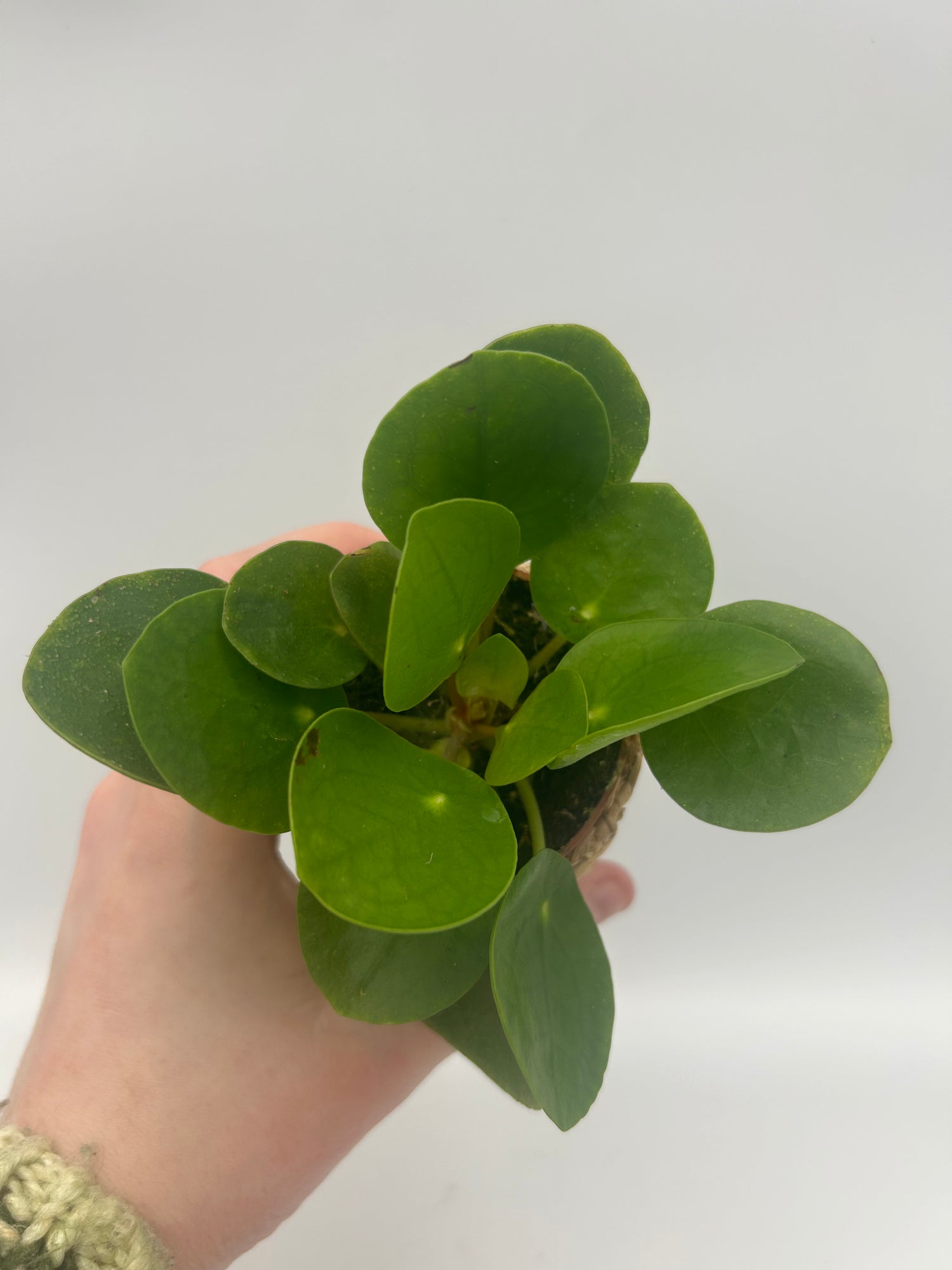 Pilea Peperomoides