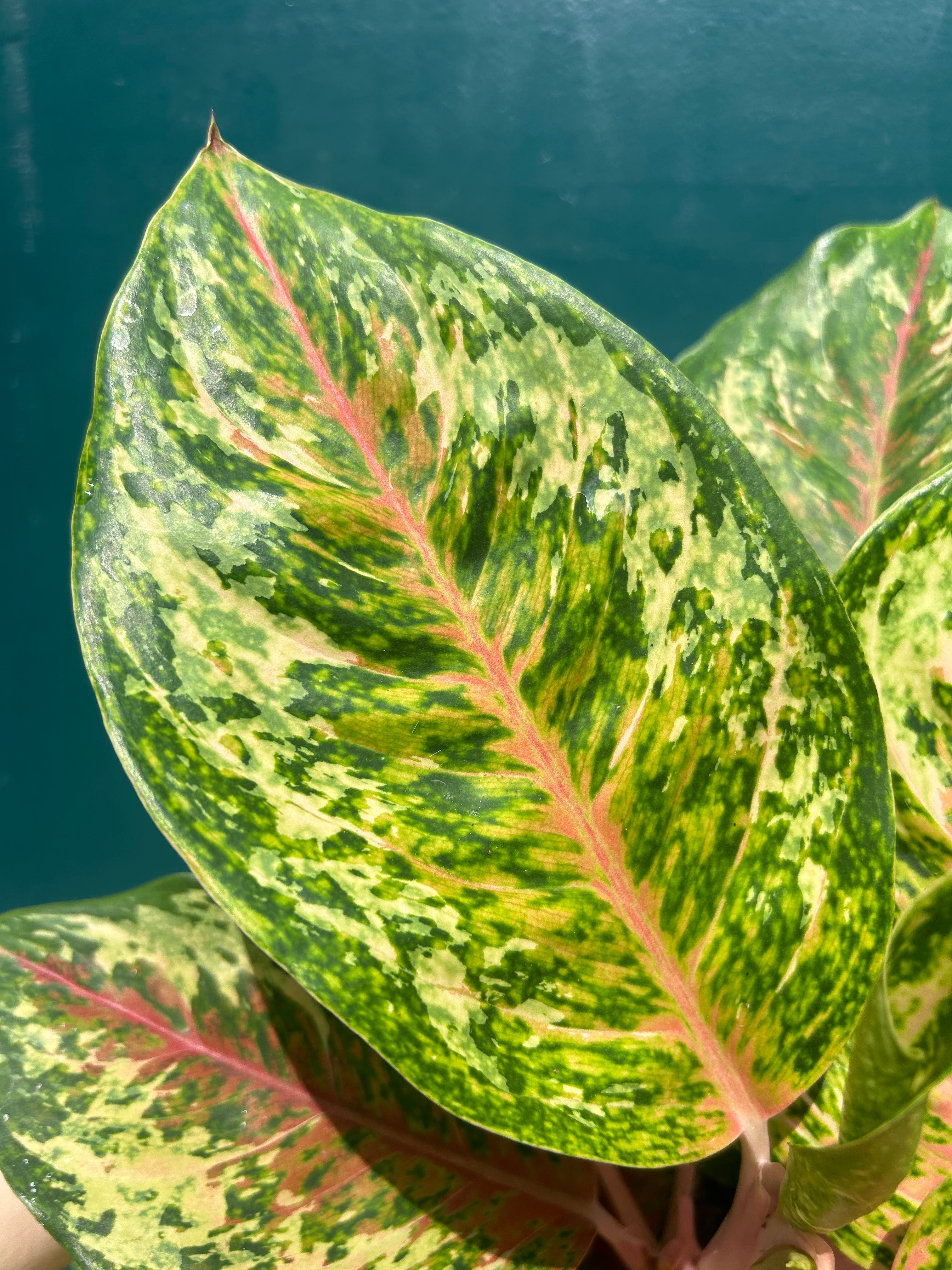 Aglaonema TrioicXcolor Painted
