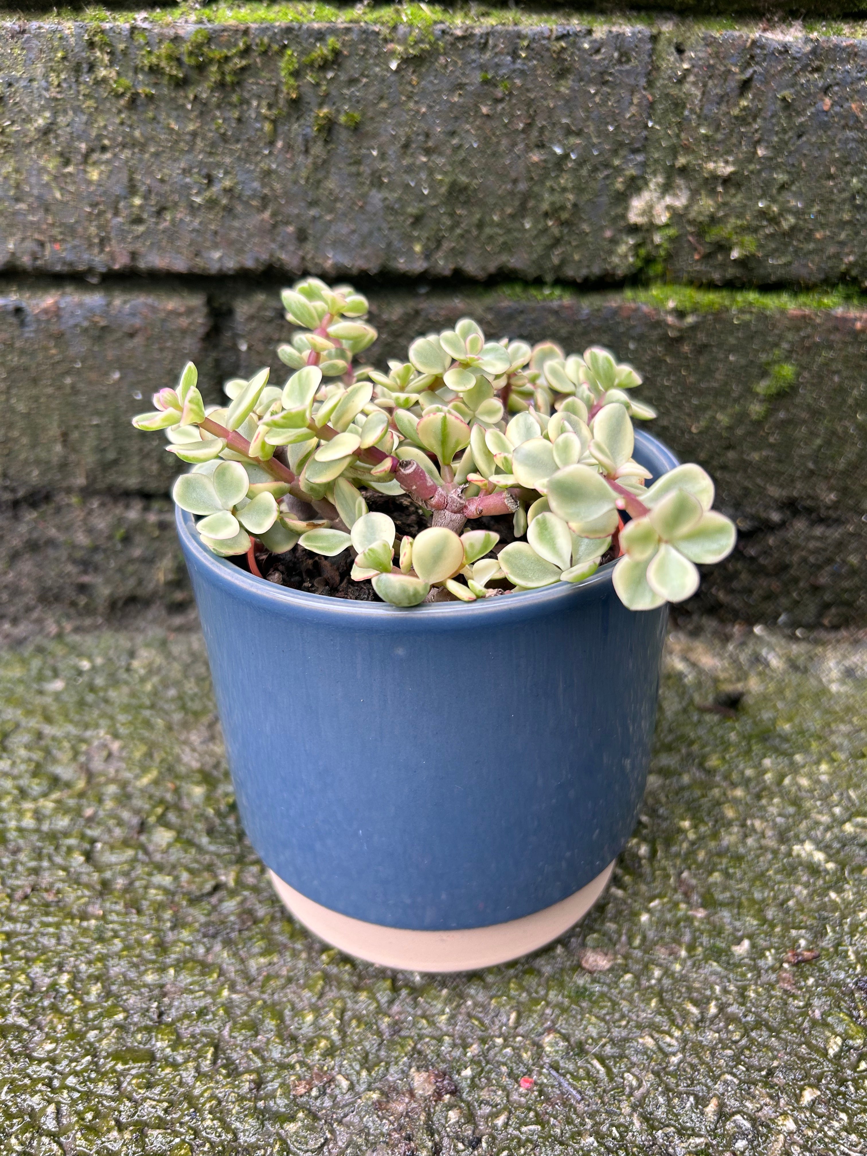 buy portulacaria afra uk Portulacaria Afra Variegata (Elephant Bush)
