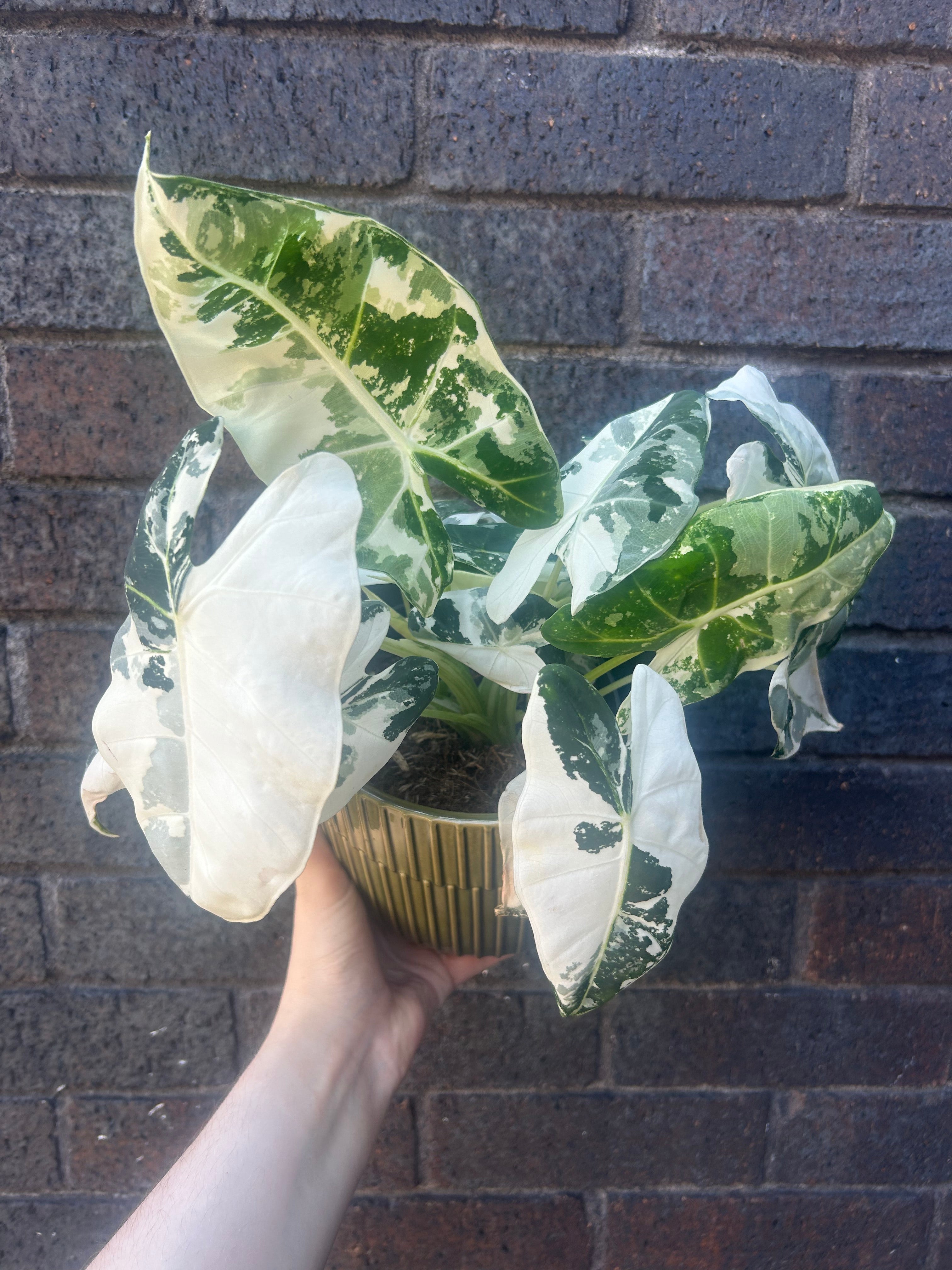 Alocasia Frydek Variegata