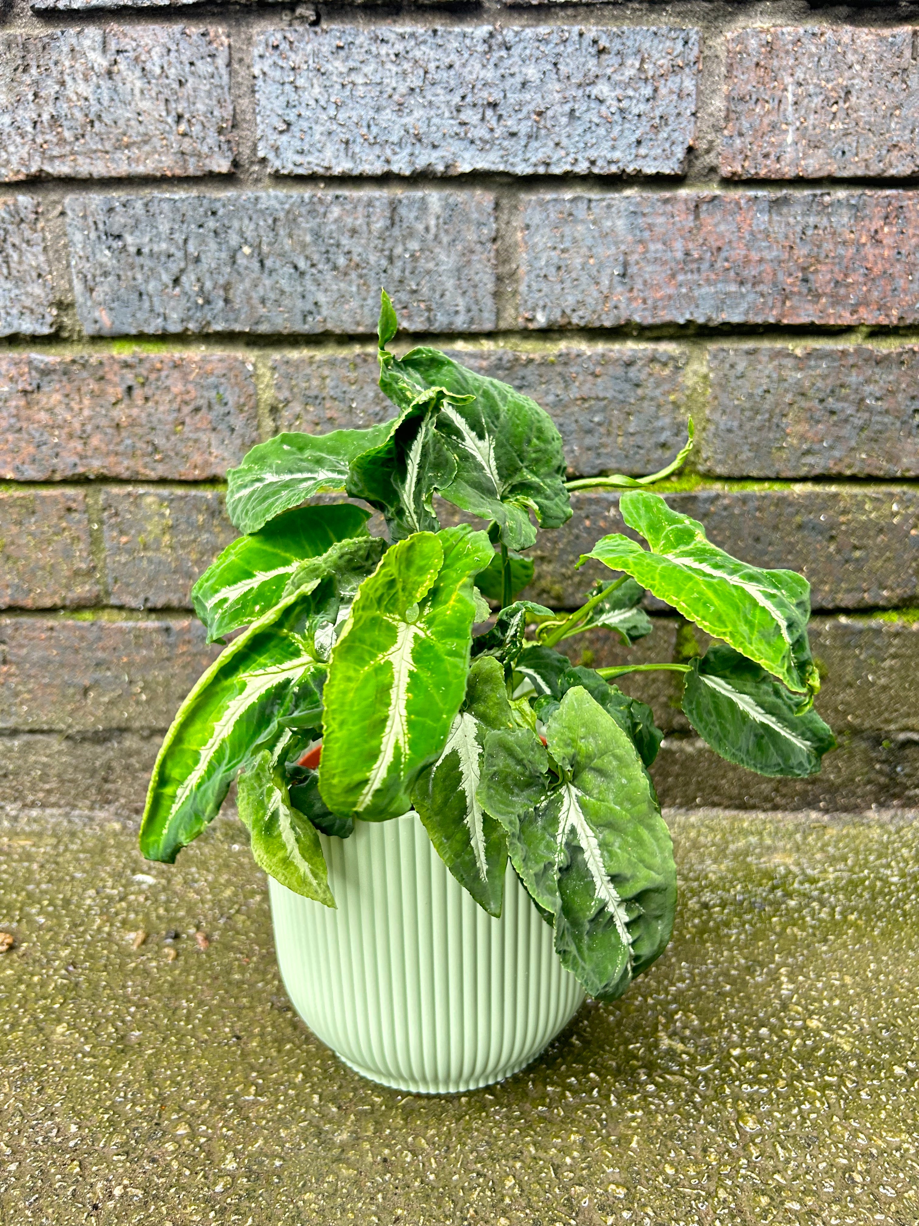 Syngonum Wendlandii