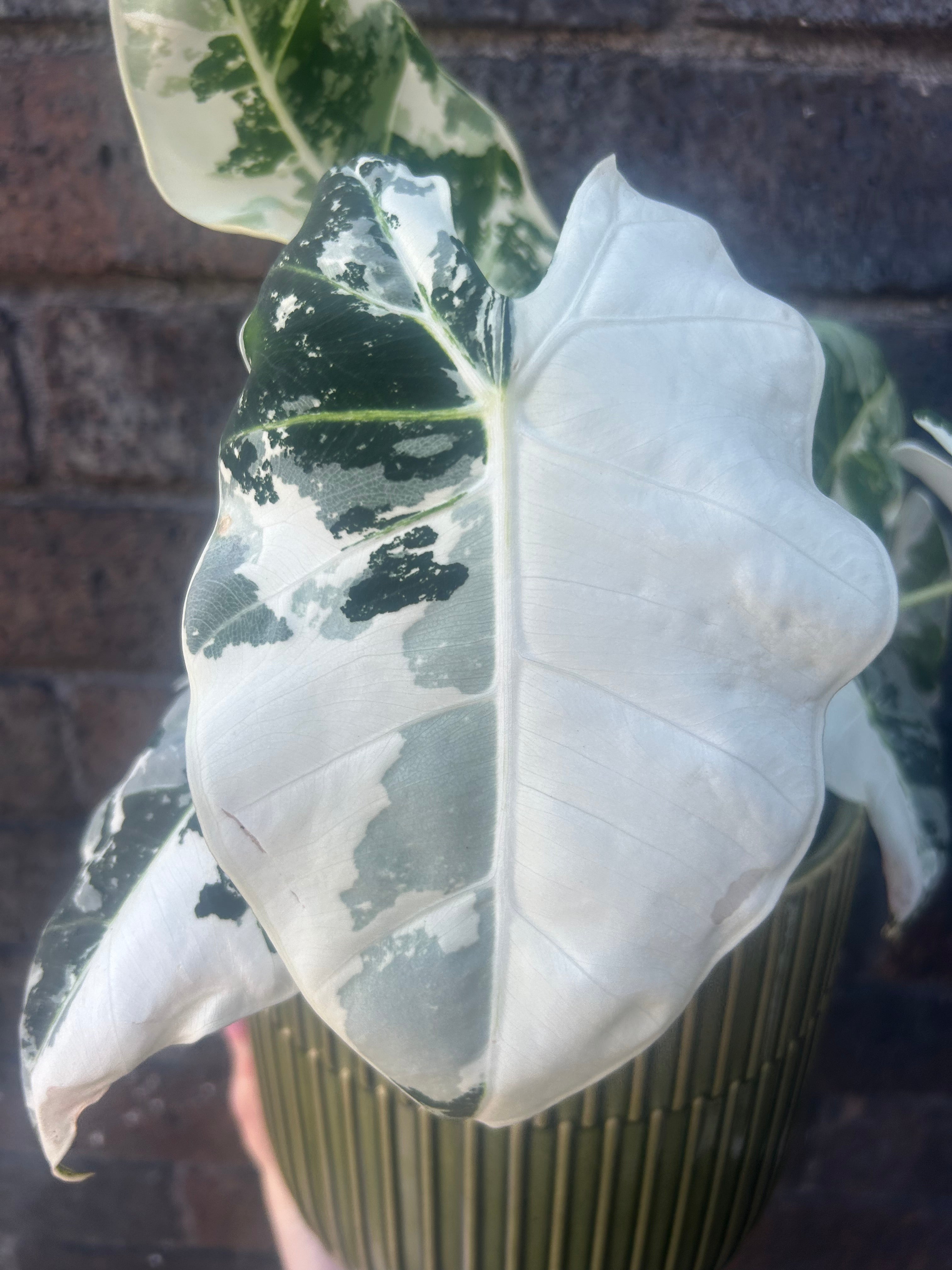 Alocasia Frydek Variegata