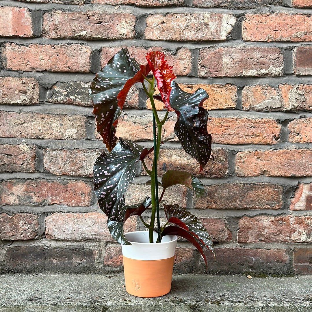 Begonia Cracklin Rosie