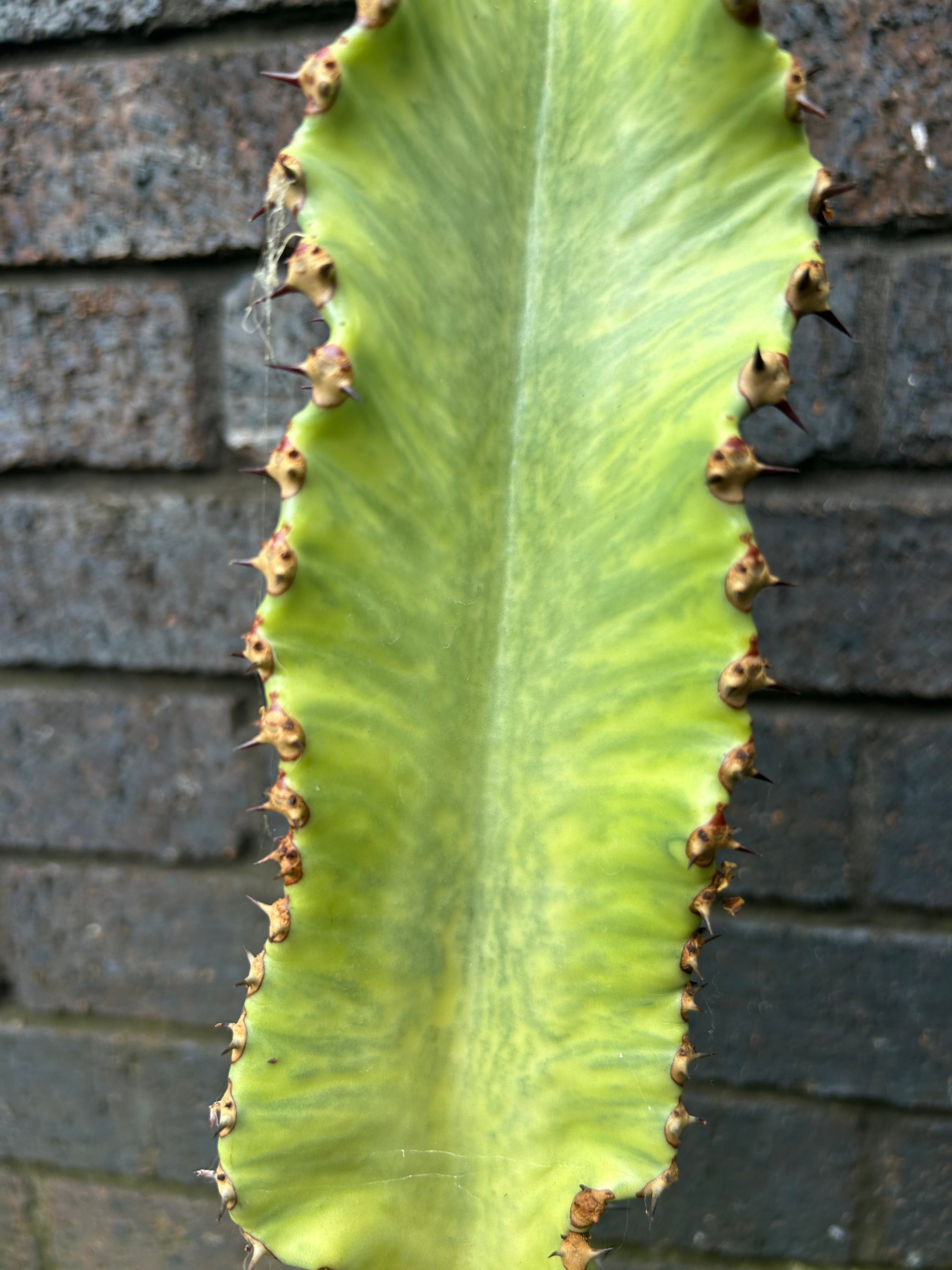 Euphorbia Marmorata