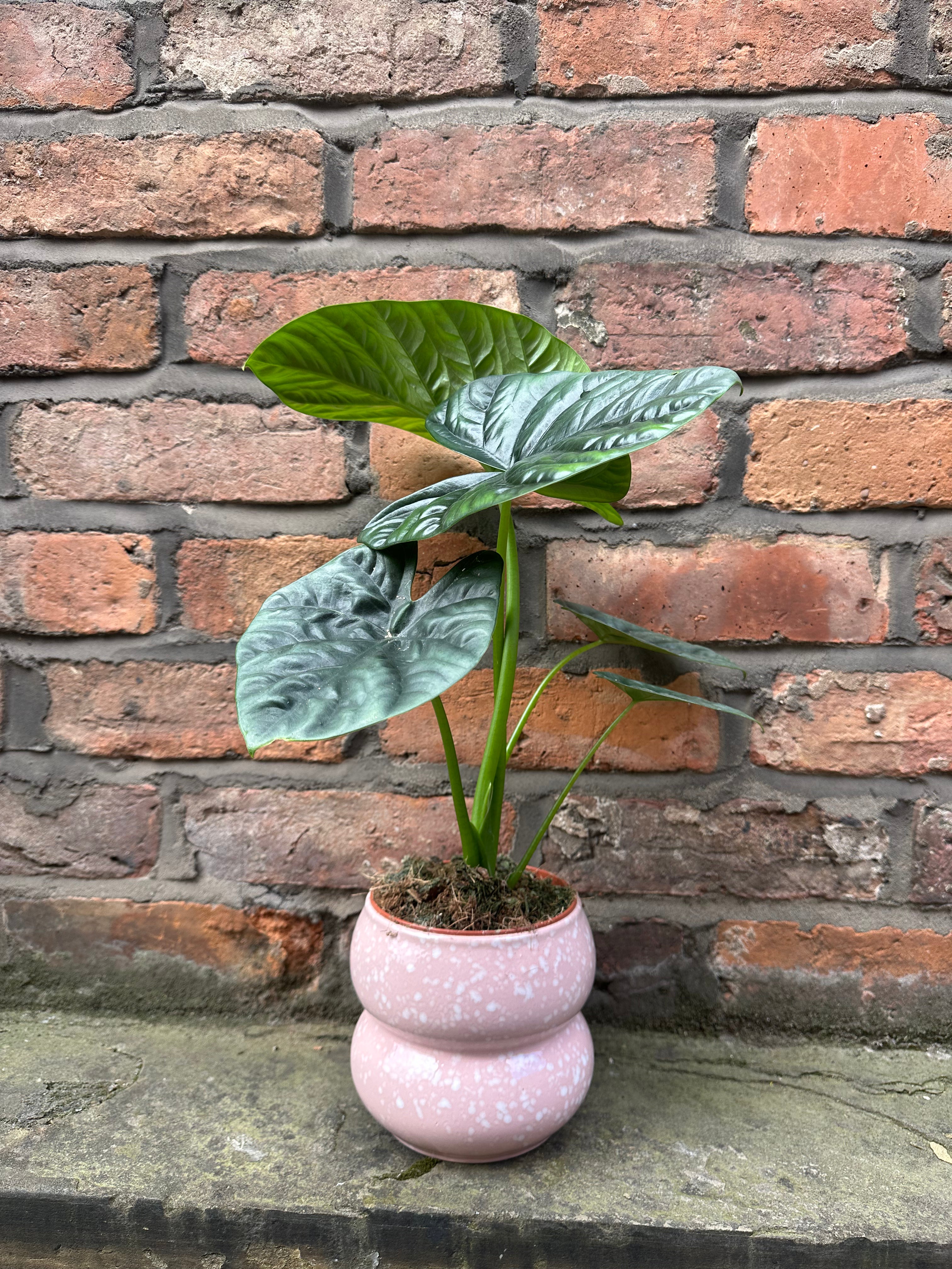 Alocasia Lukiwan