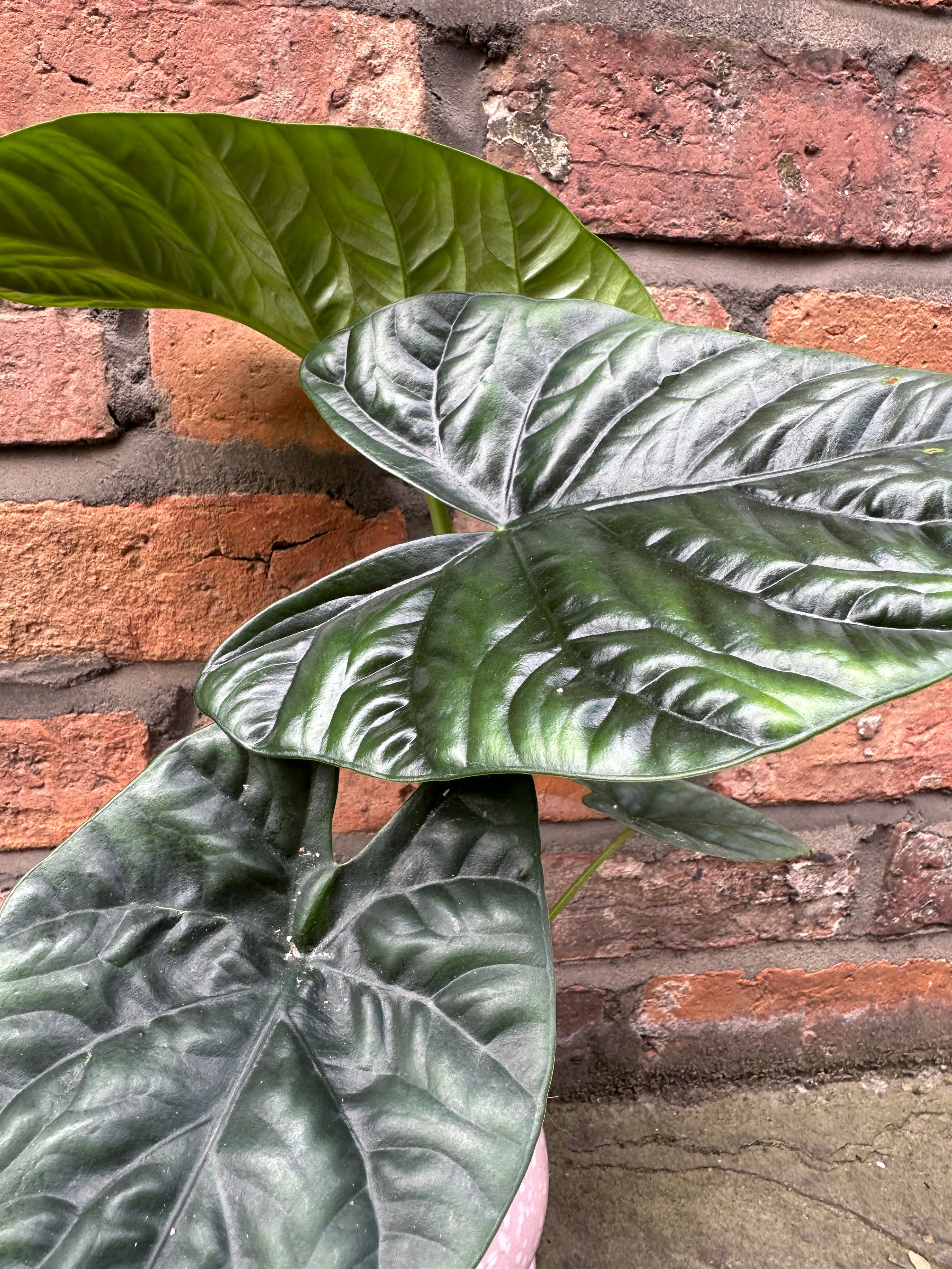 Alocasia Lukiwan