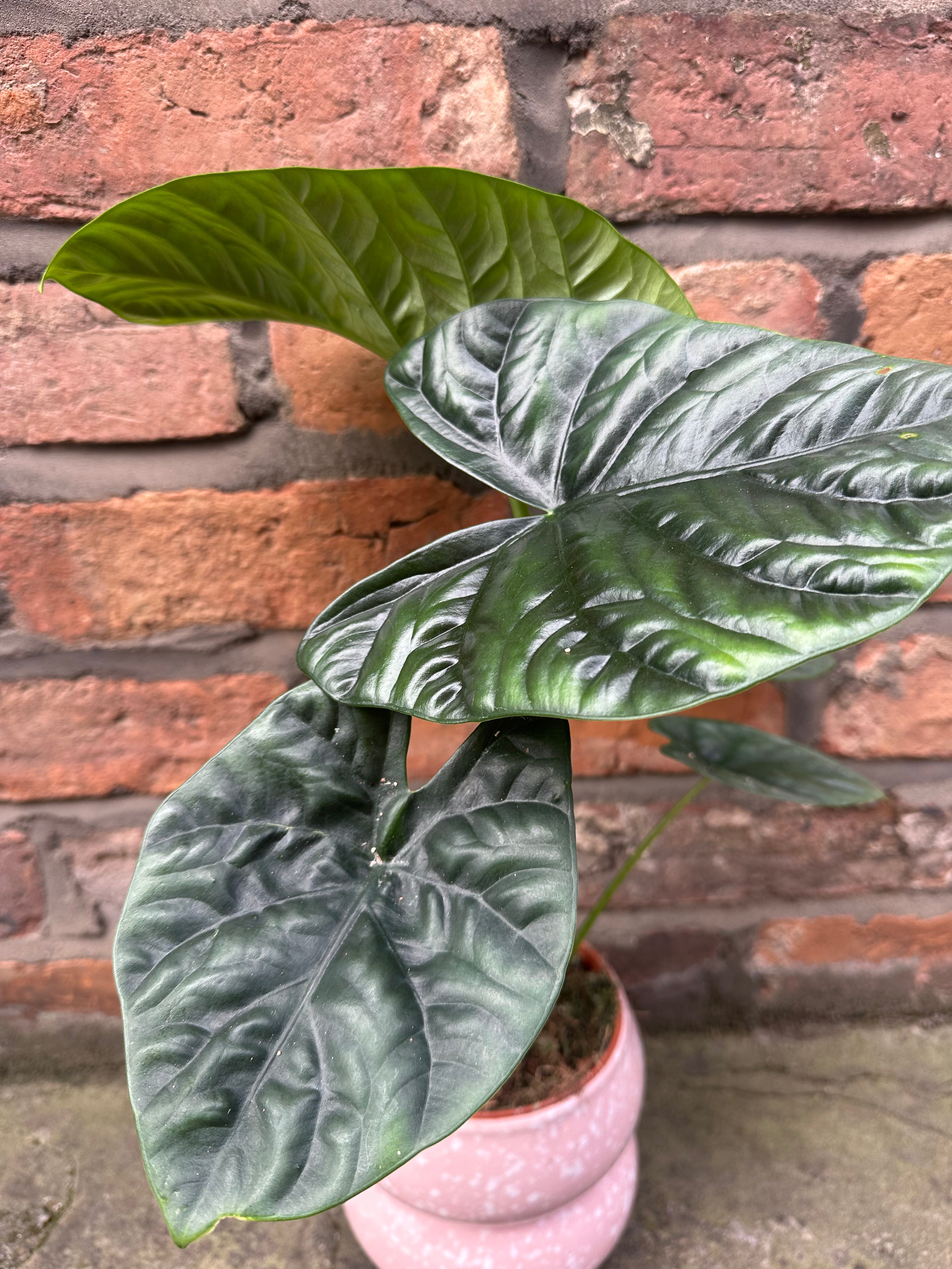Alocasia Lukiwan
