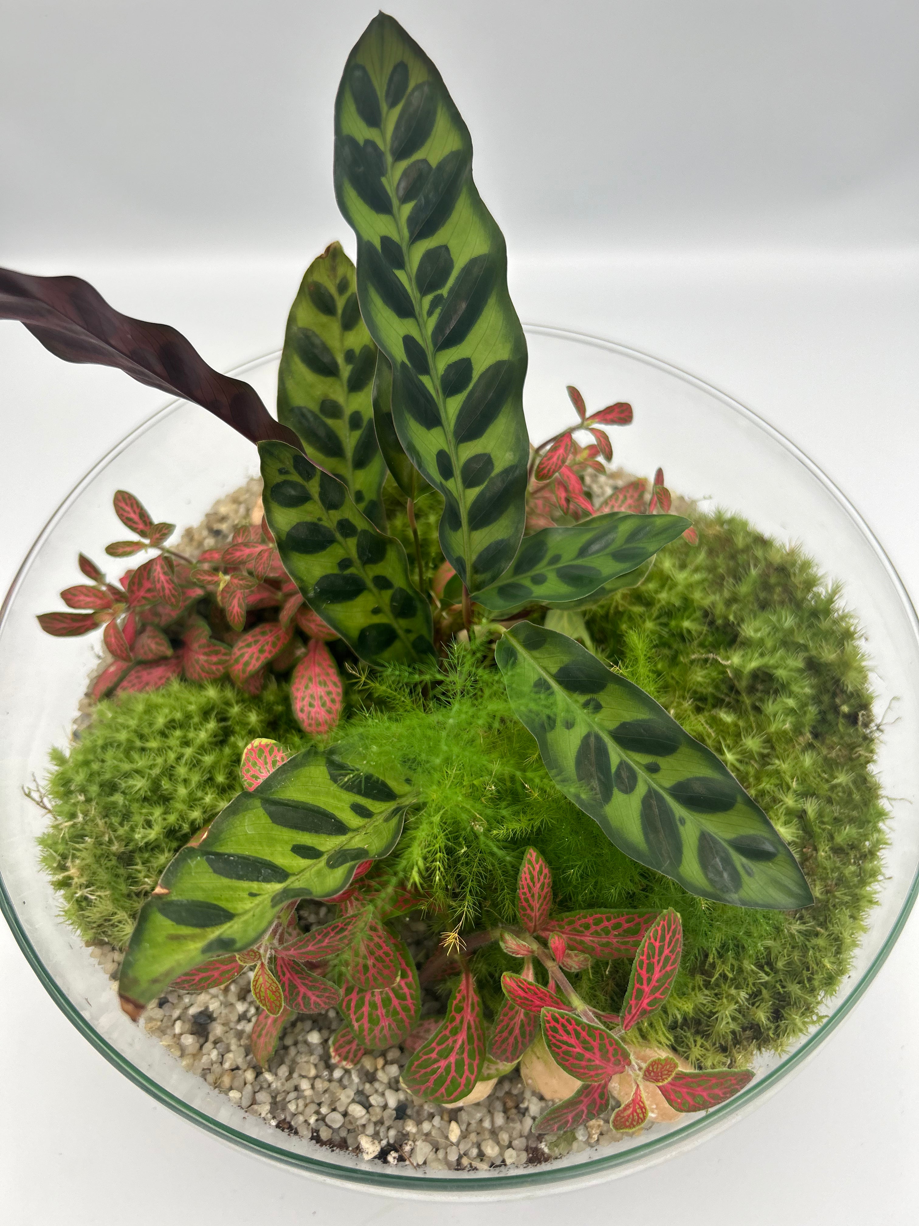 Globe Terrarium