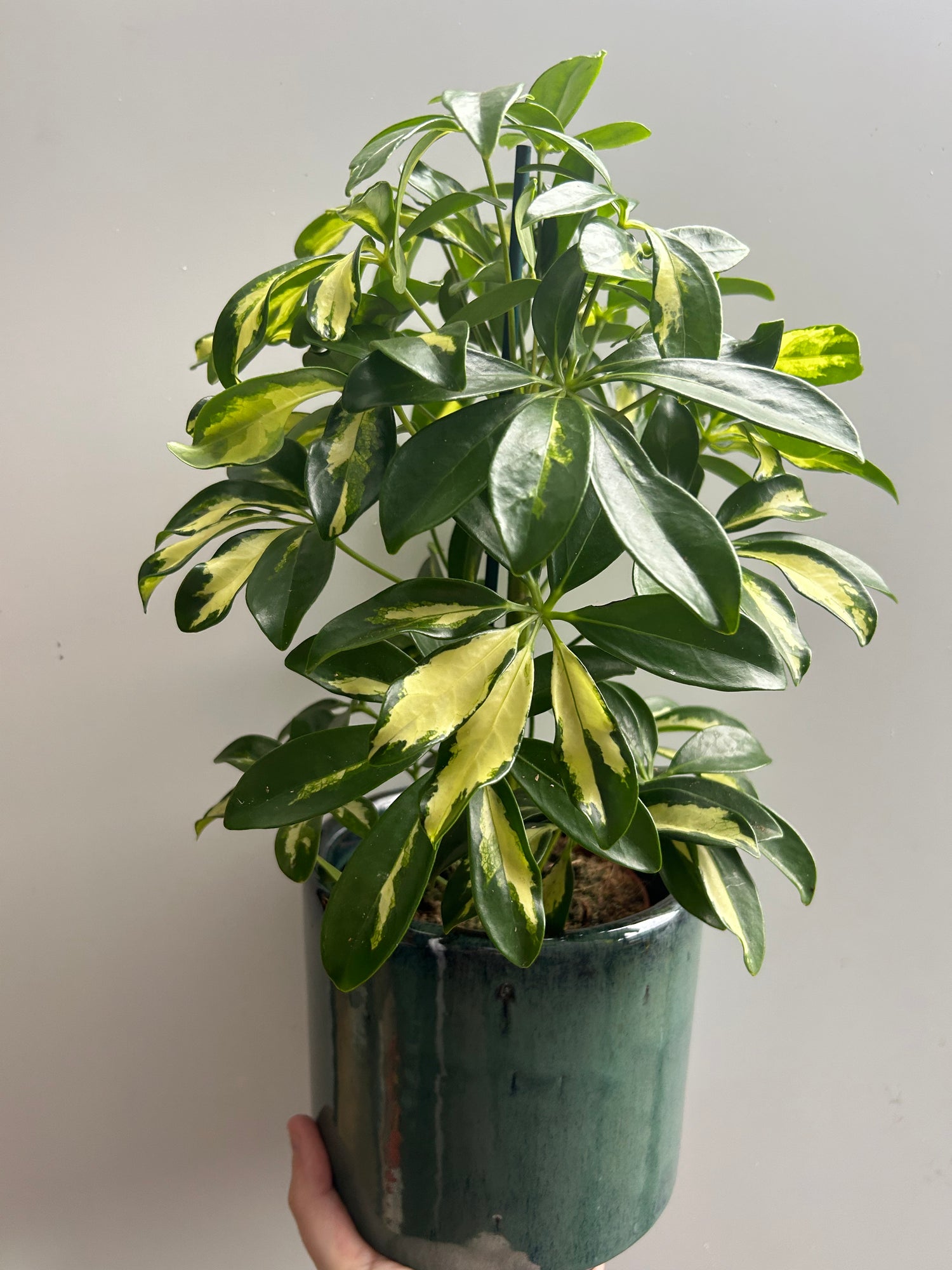 Schefflera gerda