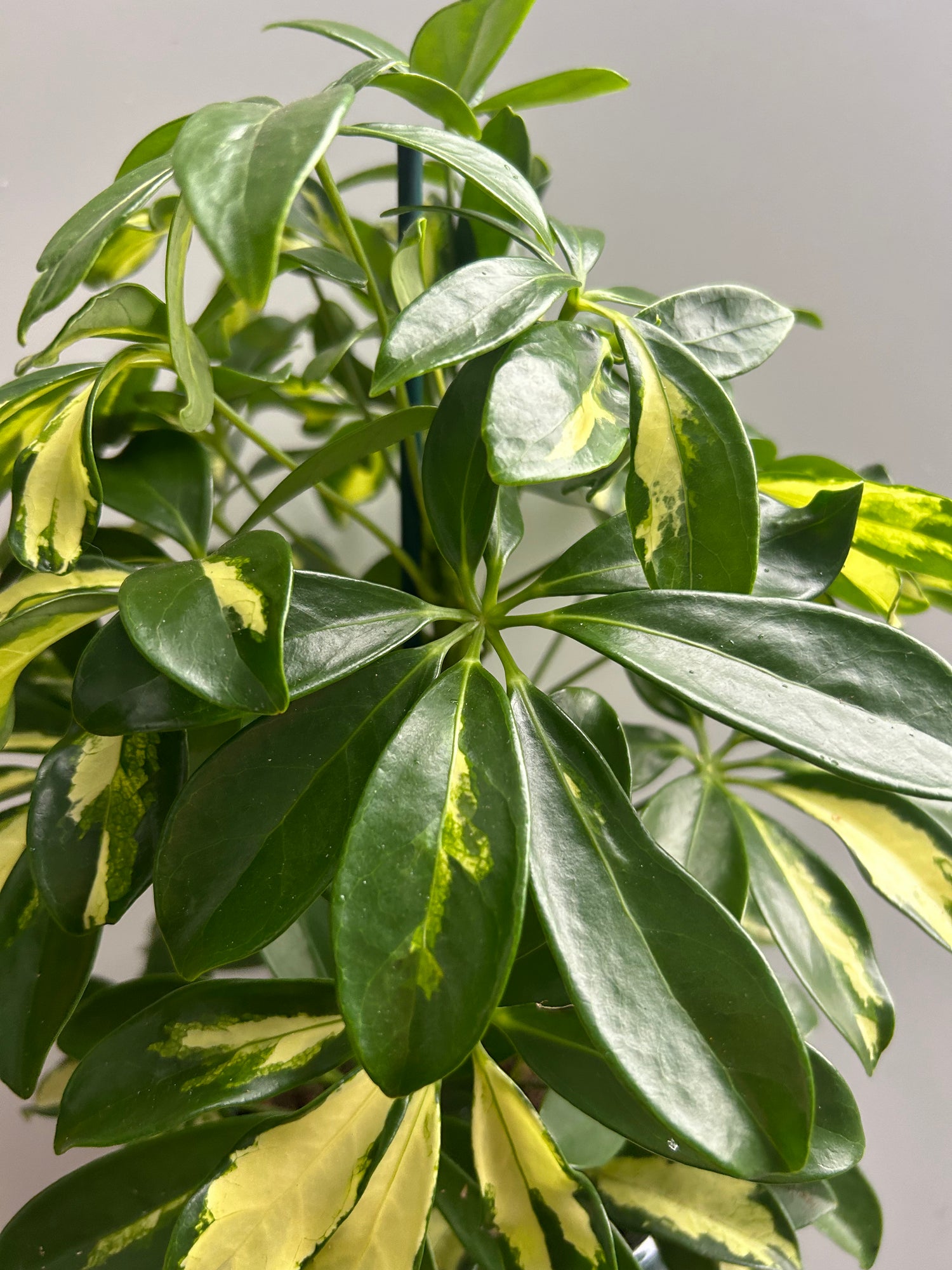 Schefflera gerda