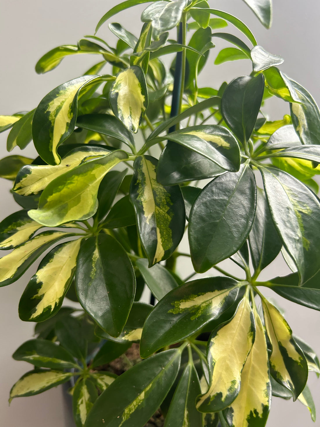 Schefflera gerda