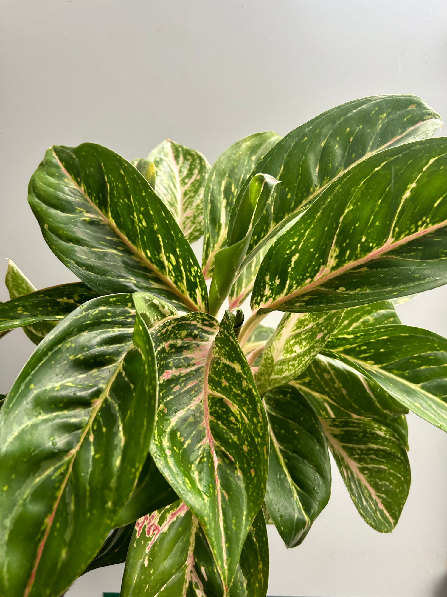 Aglaonema Coco Green