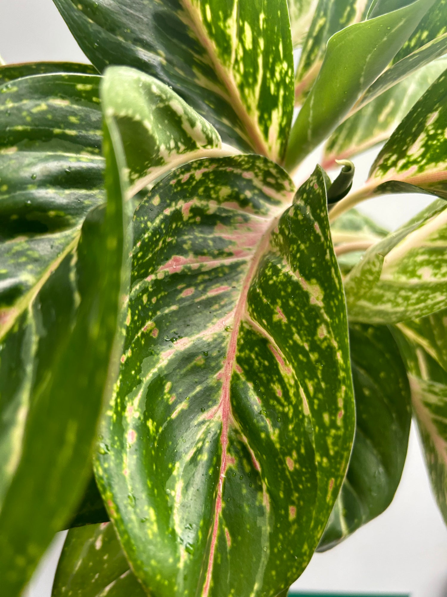 Aglaonema Coco Green
