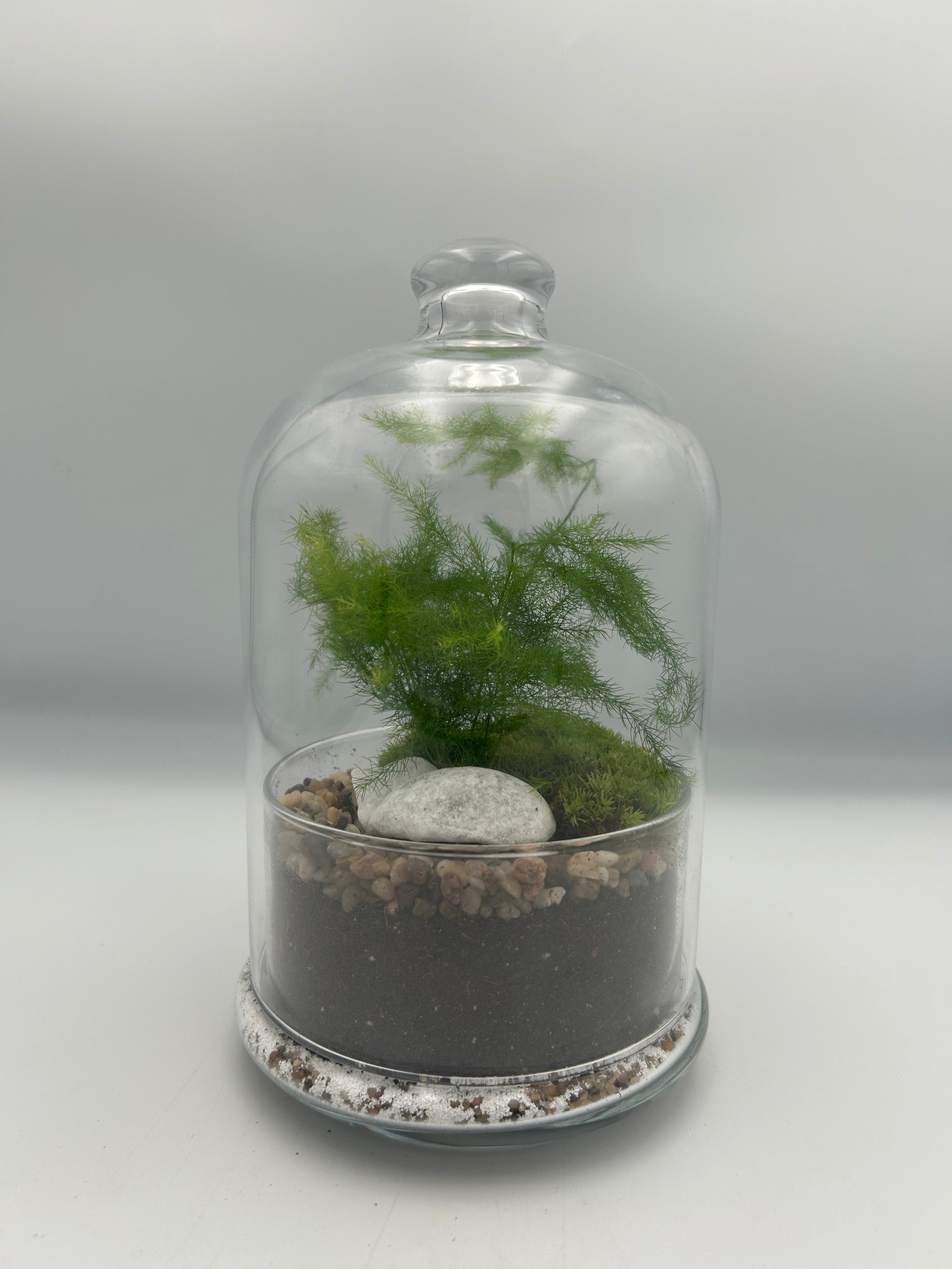 Asparagus Fern Dome Terrarium