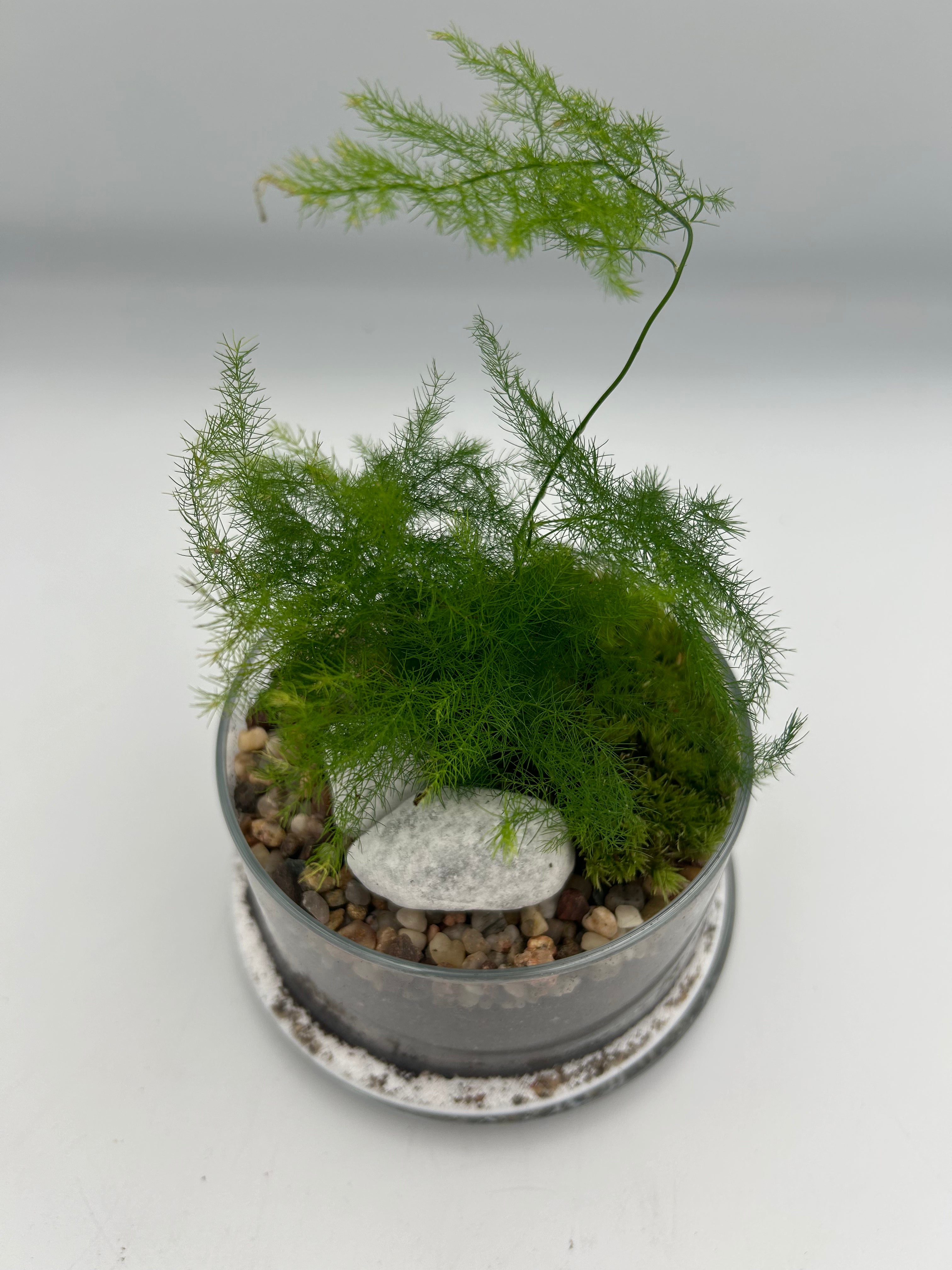 Asparagus Fern Dome Terrarium