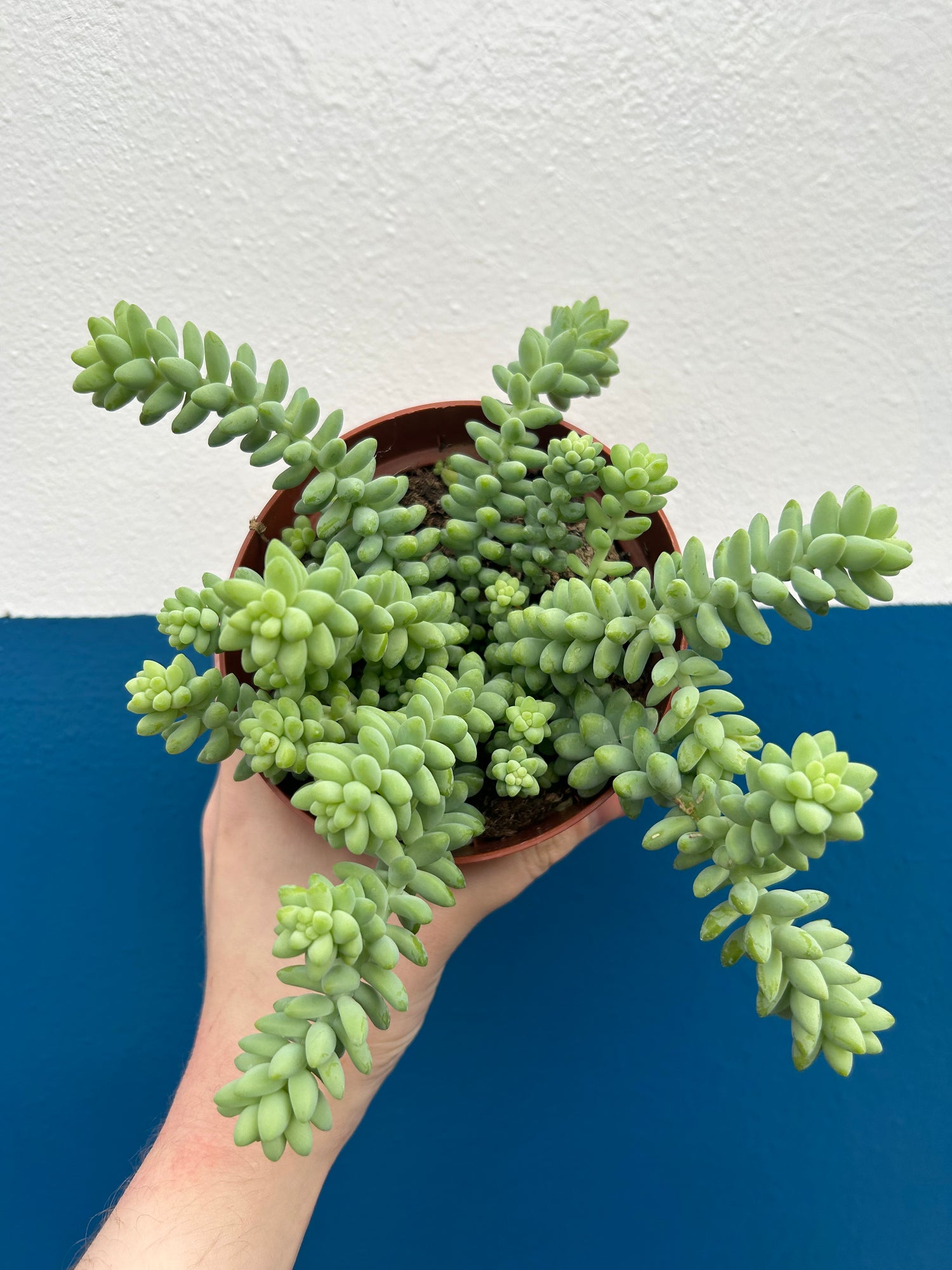 Sedum Burrito