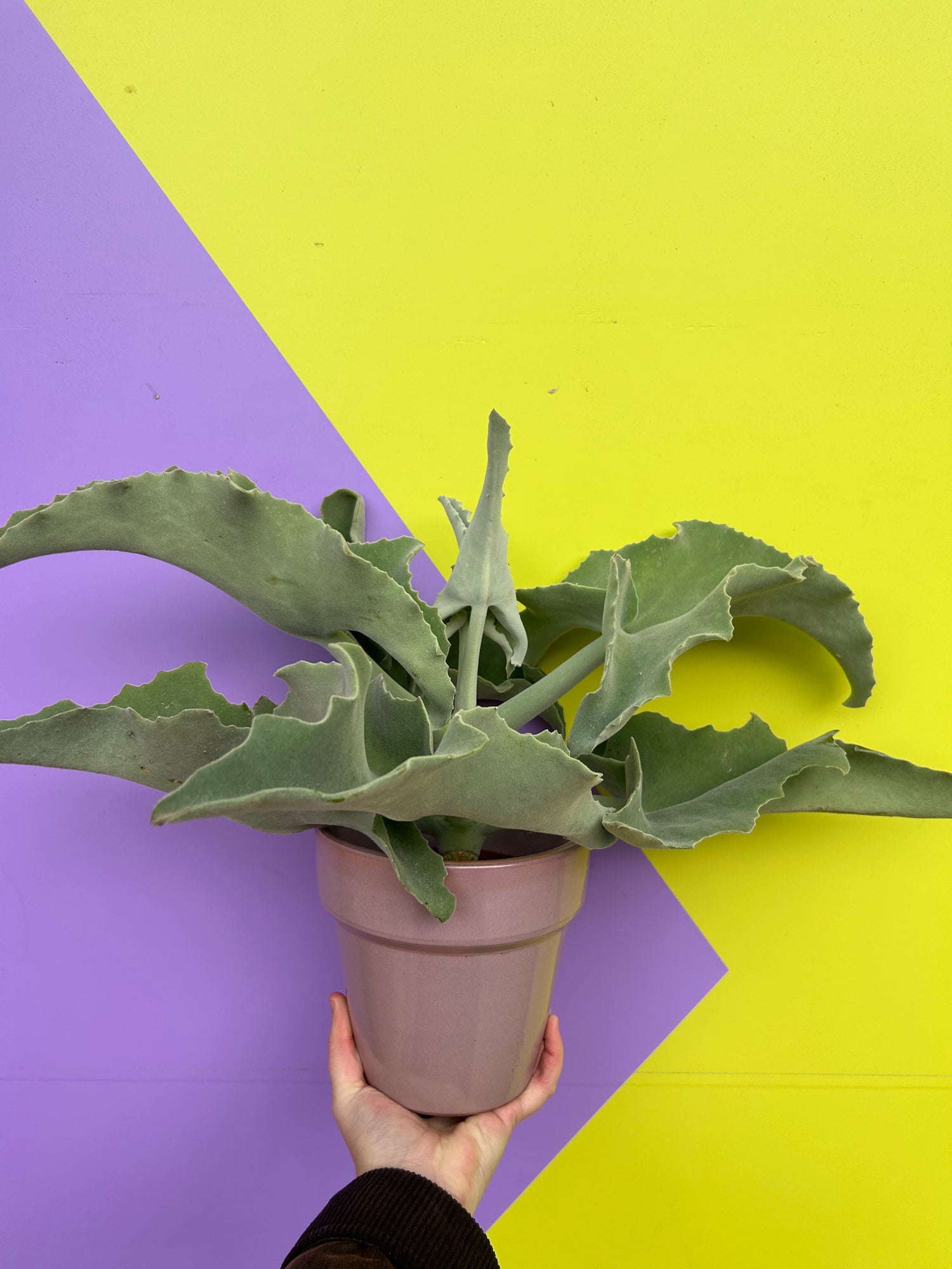 Kalanchoe Beharensis