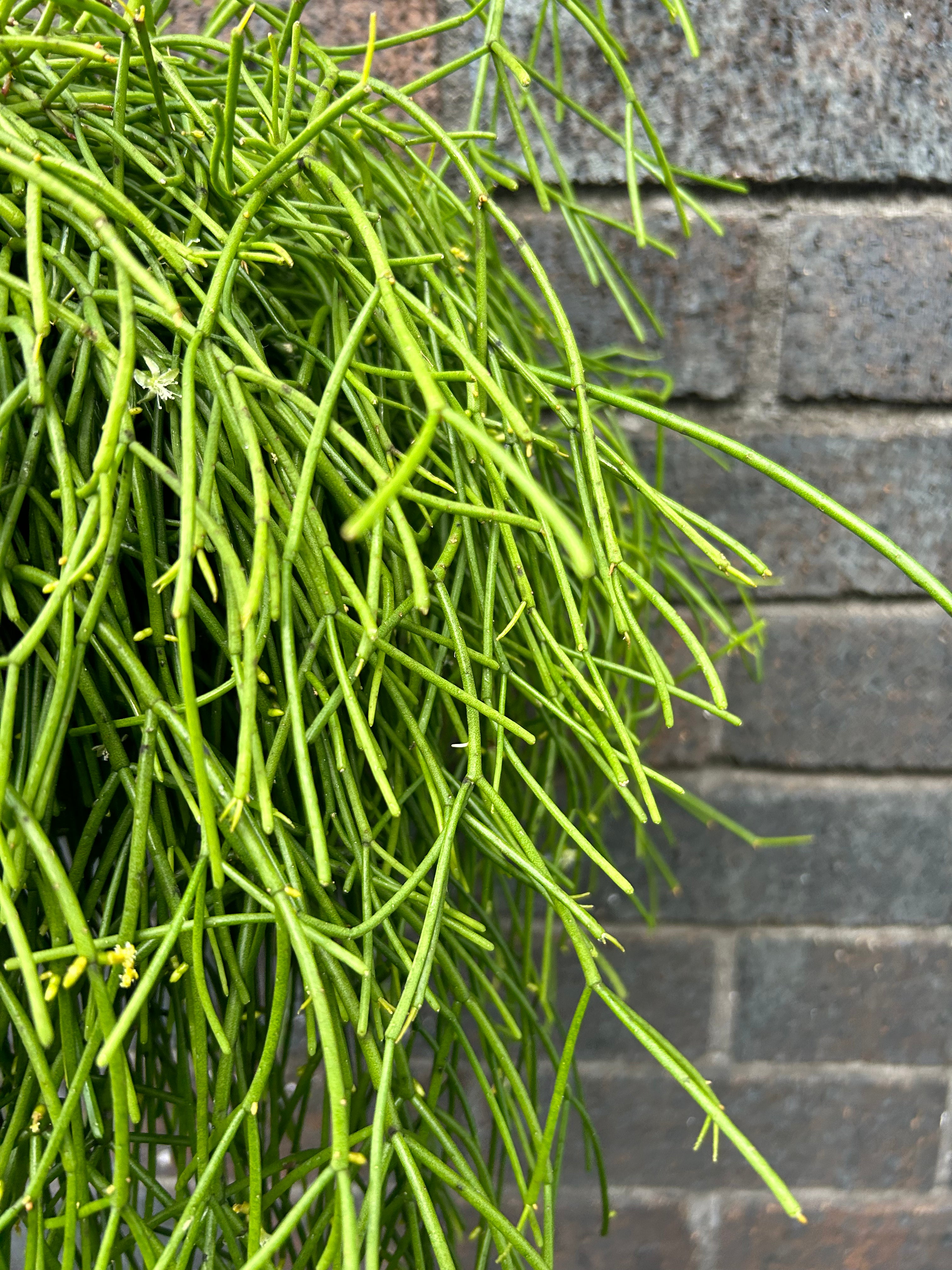 Rhipsalis Baccifera Oasis