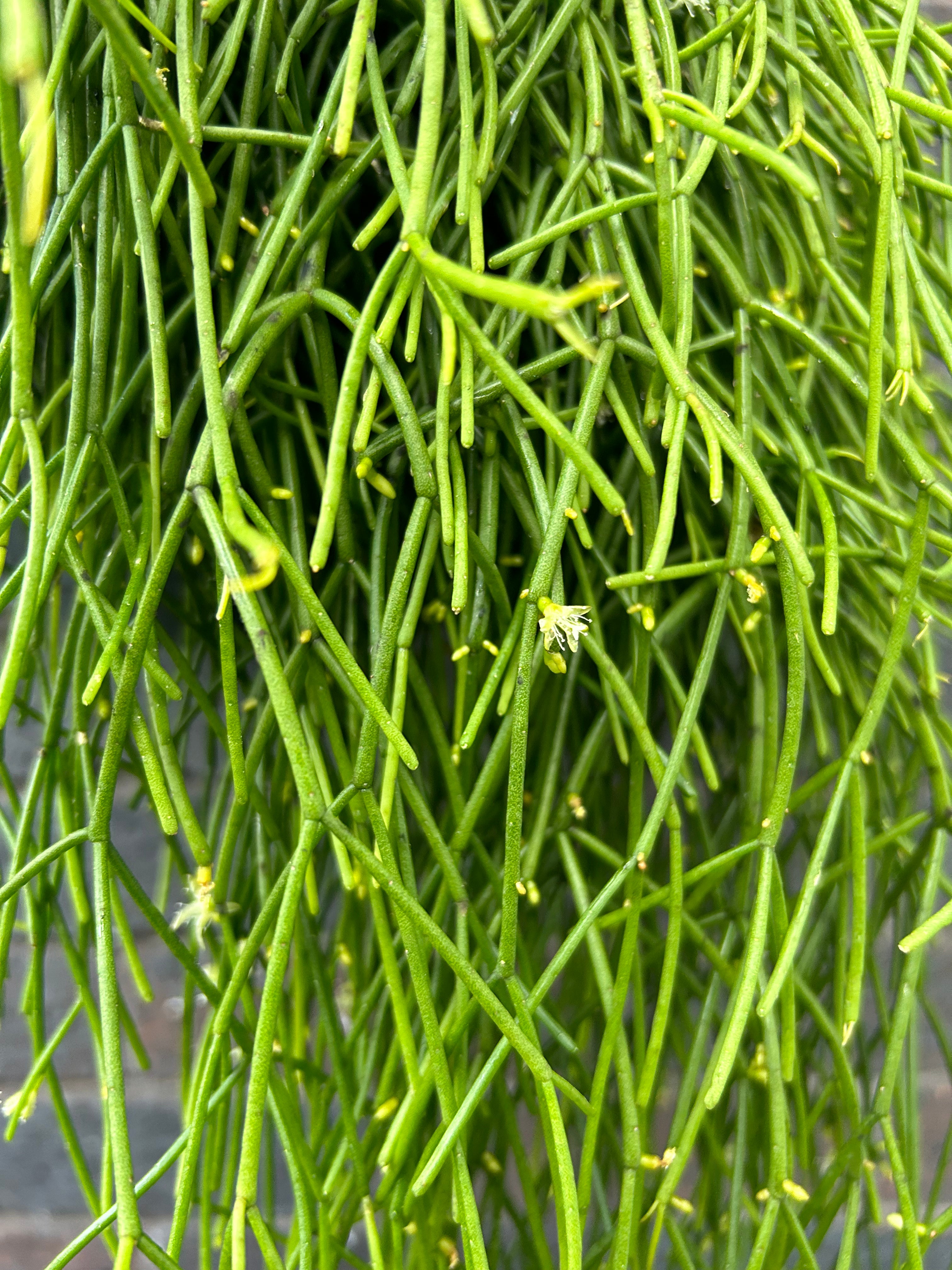 Rhipsalis Baccifera Oasis
