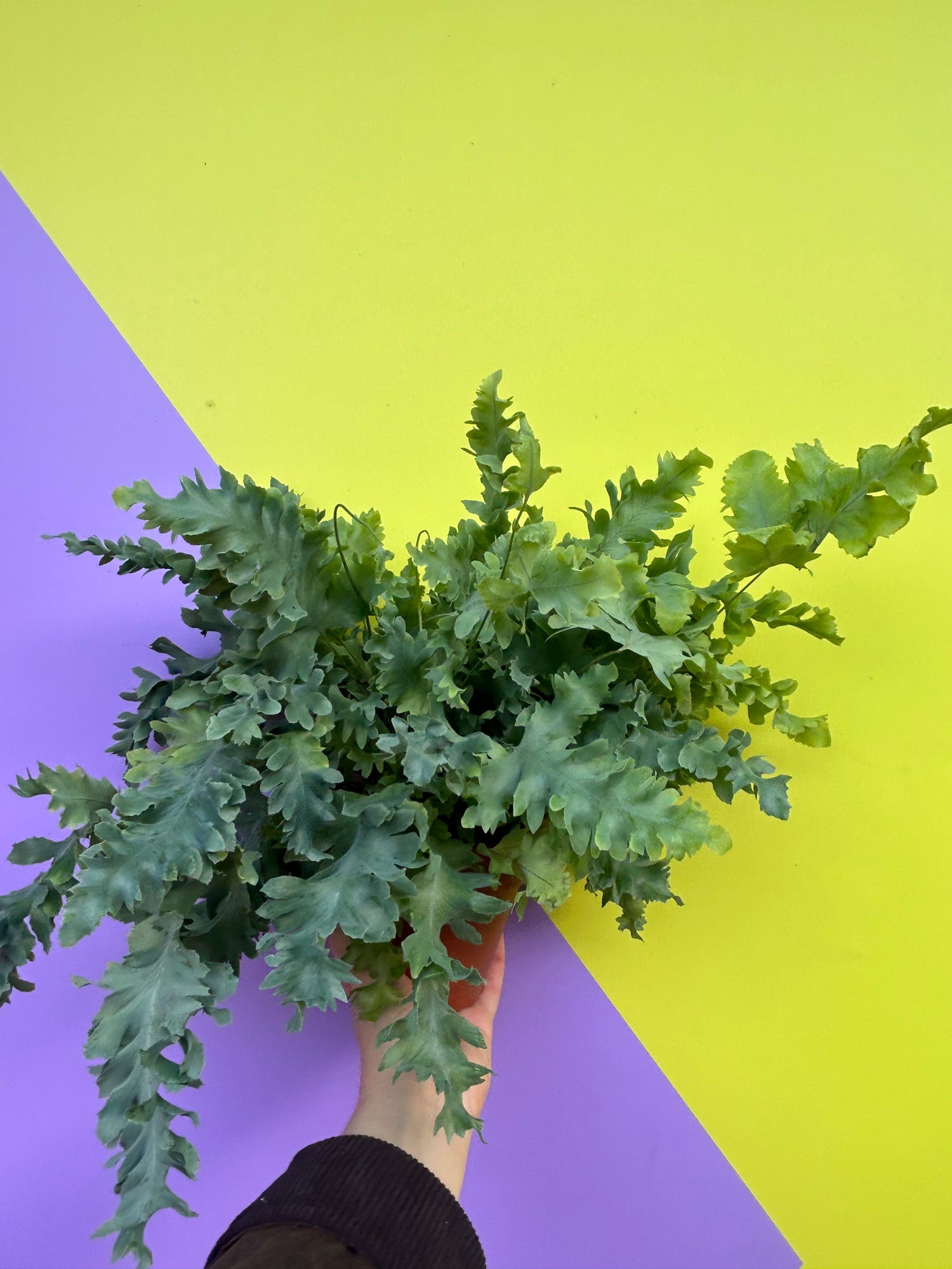 Phlebodium aureum (Blue Star Fern)