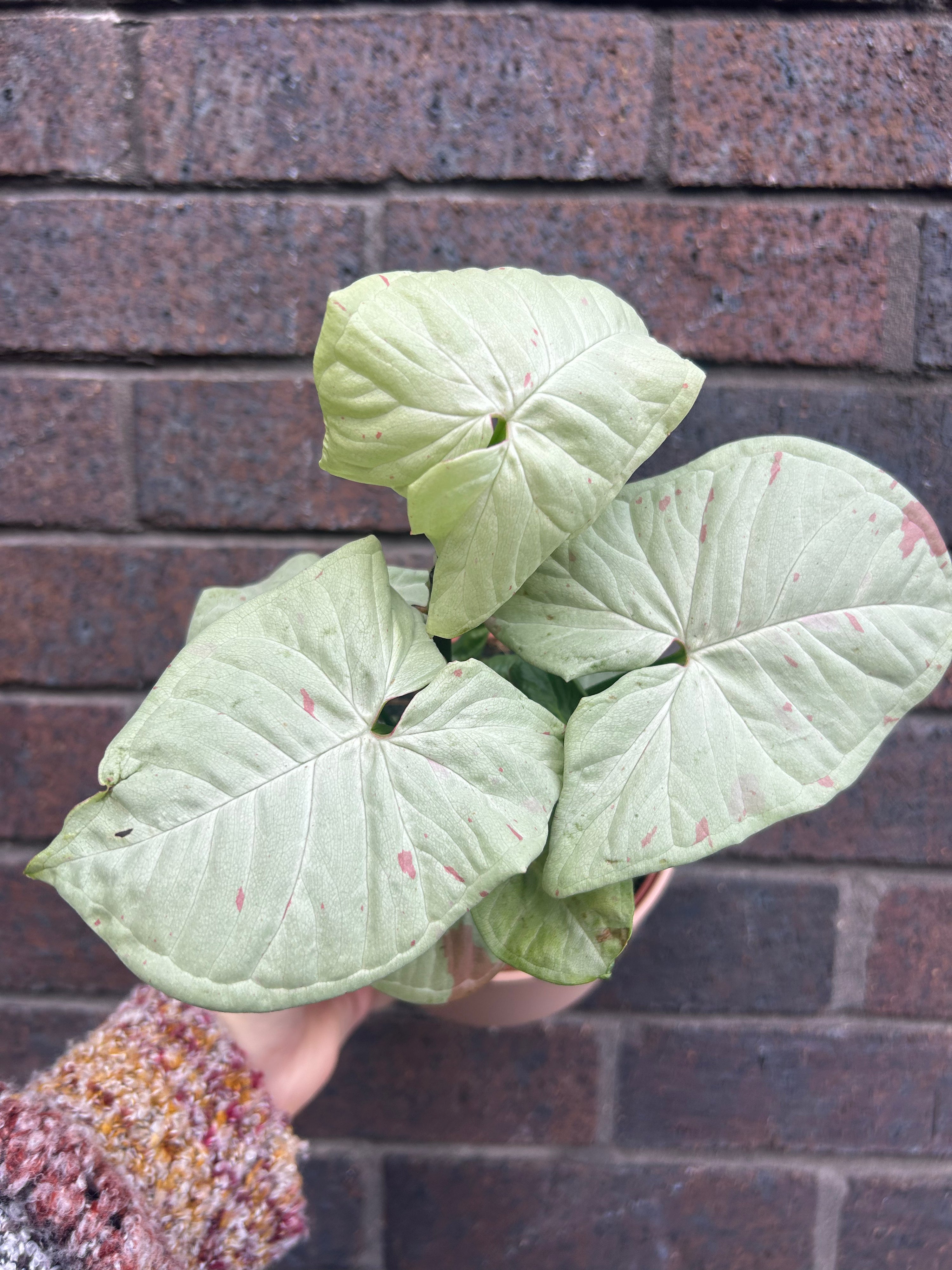Syngonium Confetti