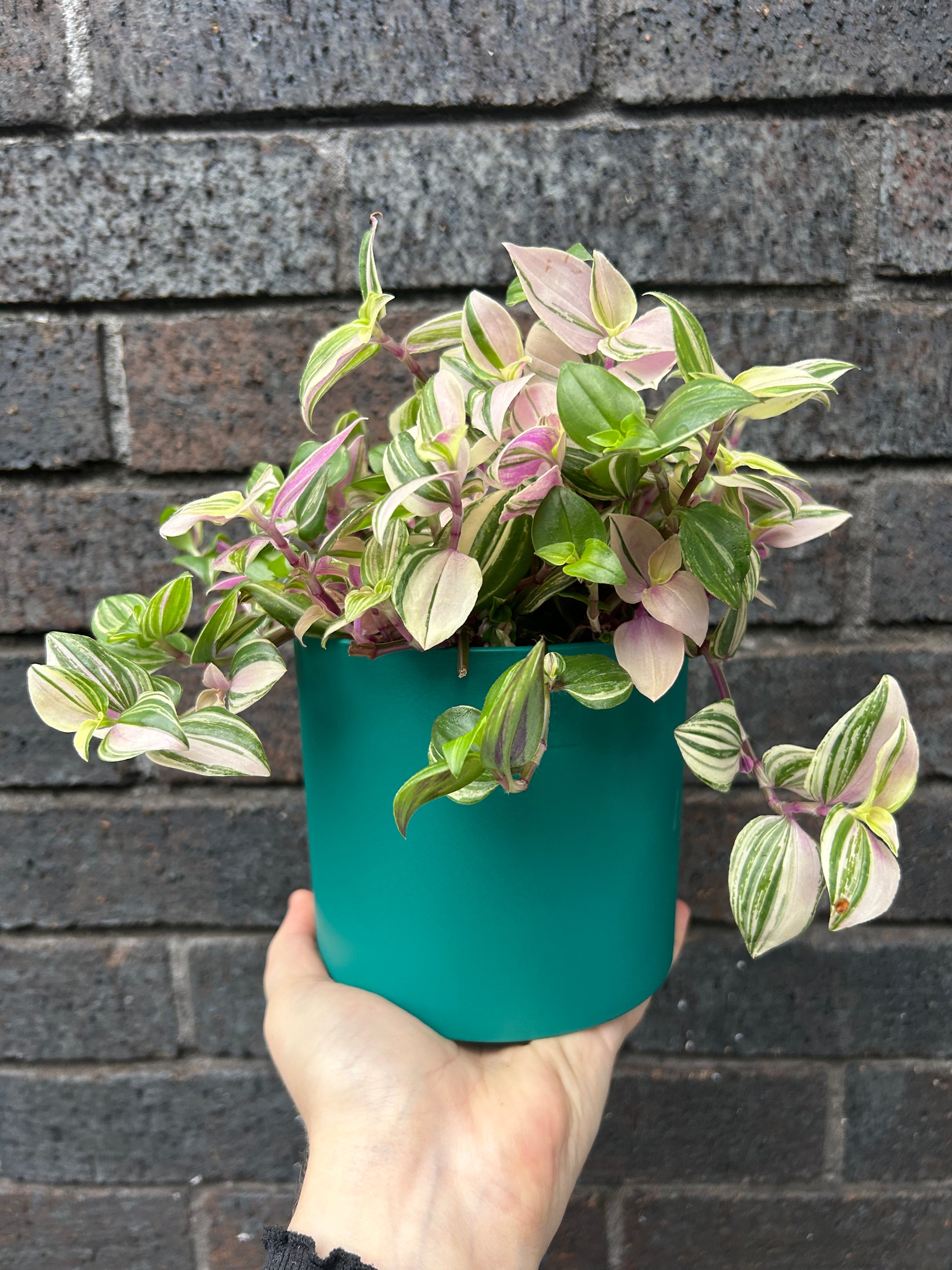 Tradescantia fluminensis