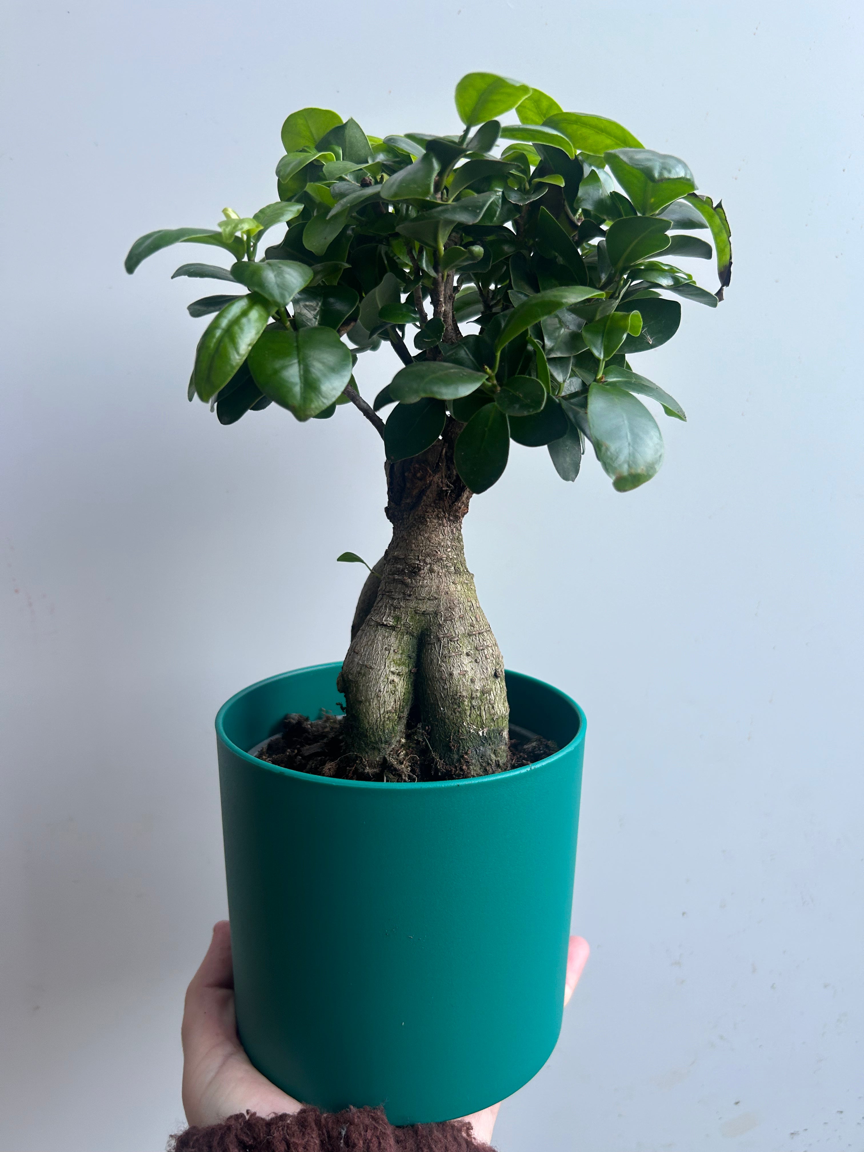 Ficus Ginseng