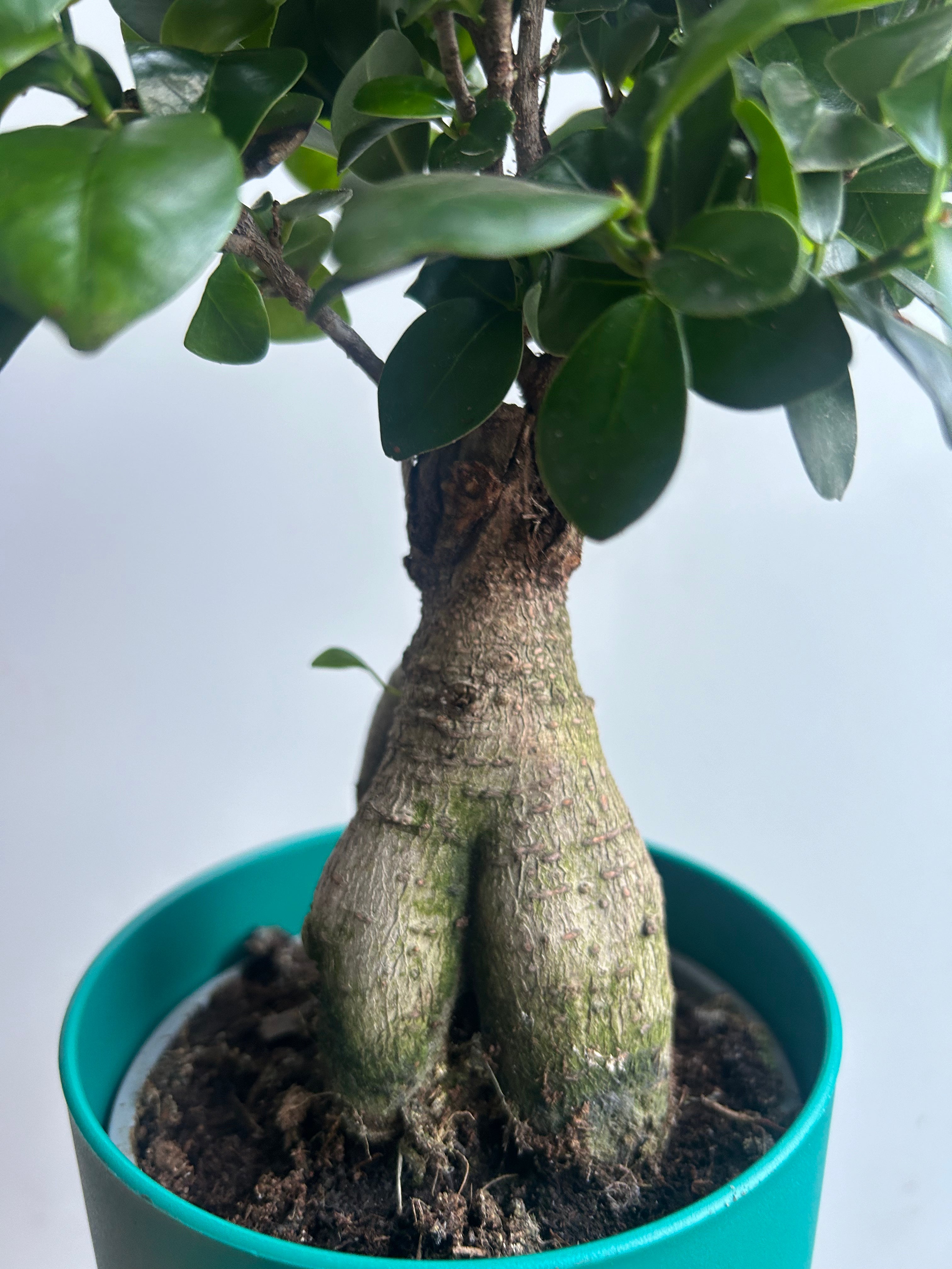 Ficus Ginseng