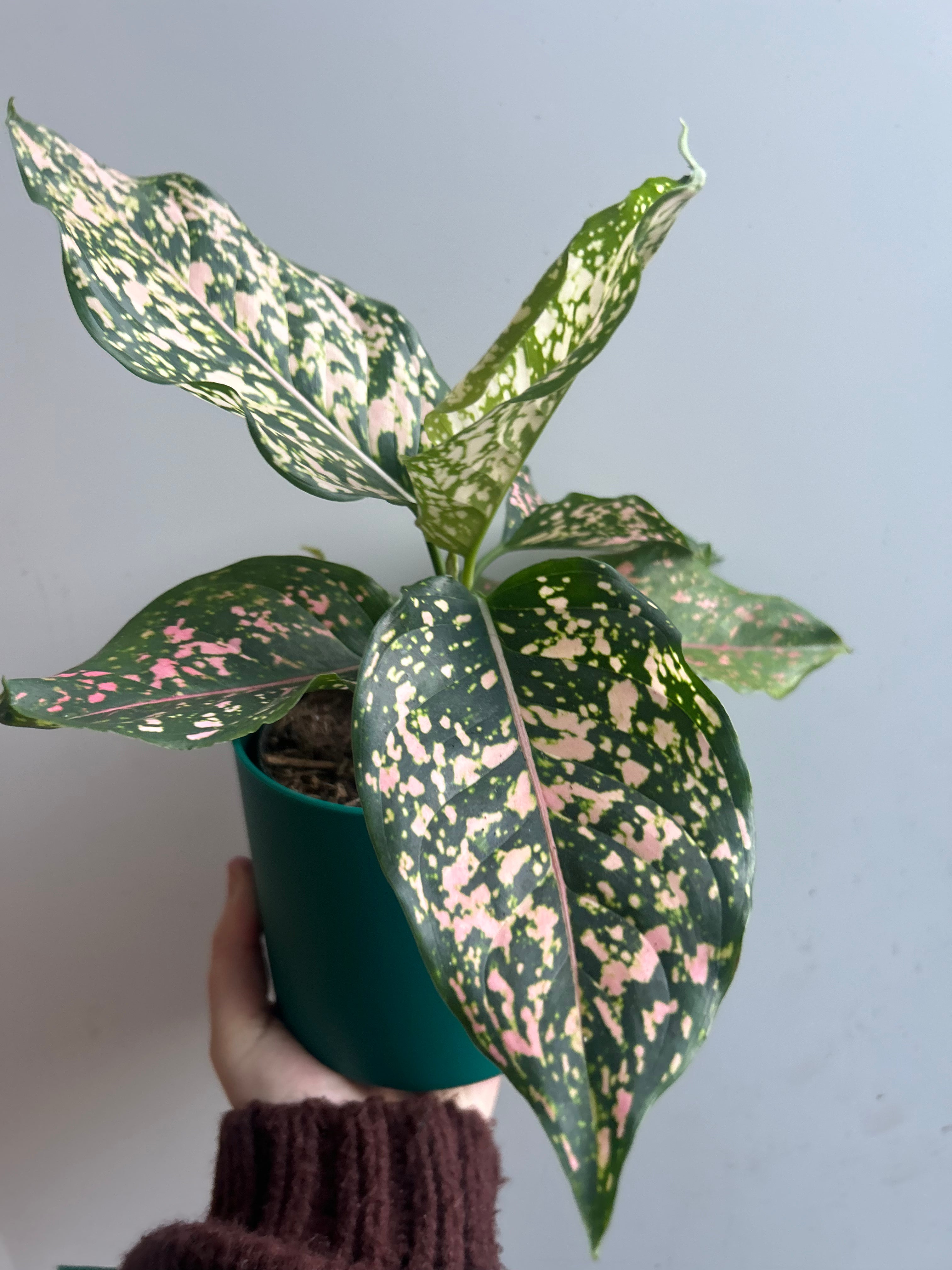 Aglaonema Pink Leopard