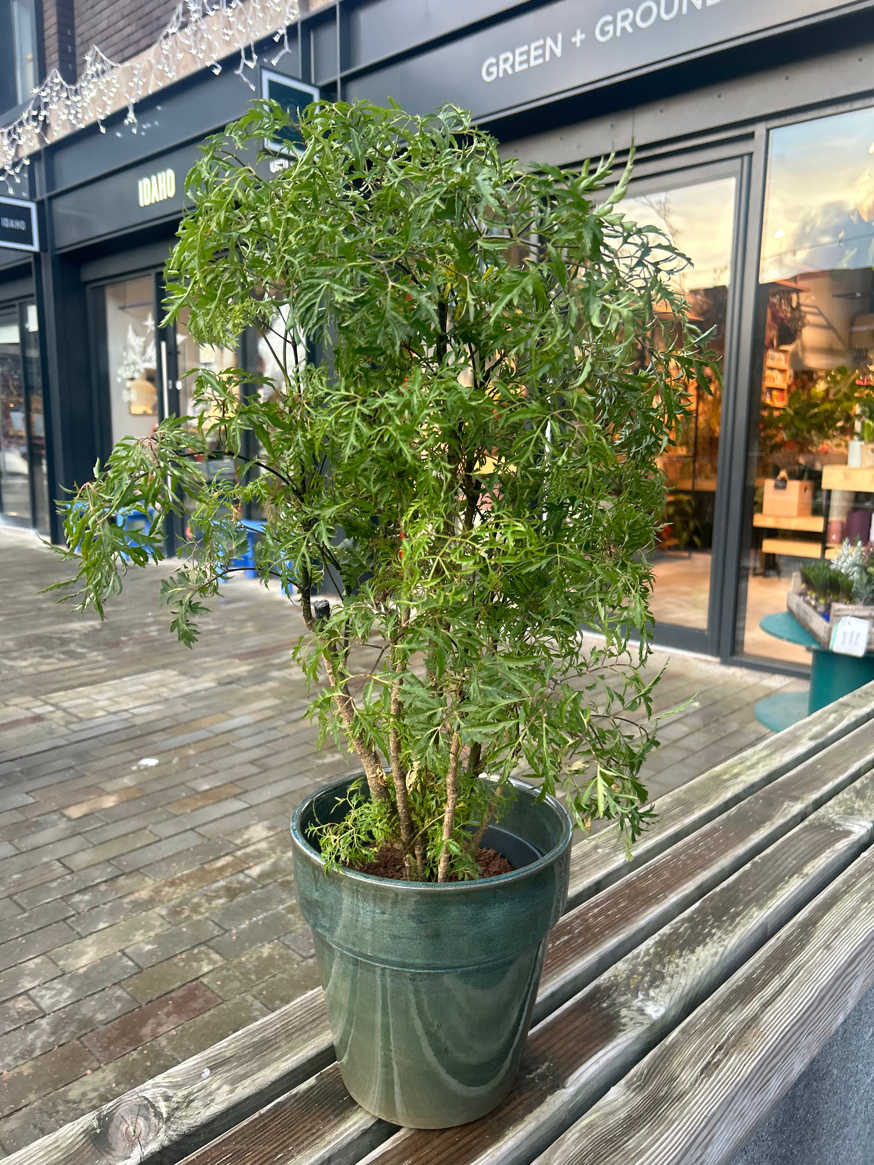 Polyscias Hawaiiana Ming