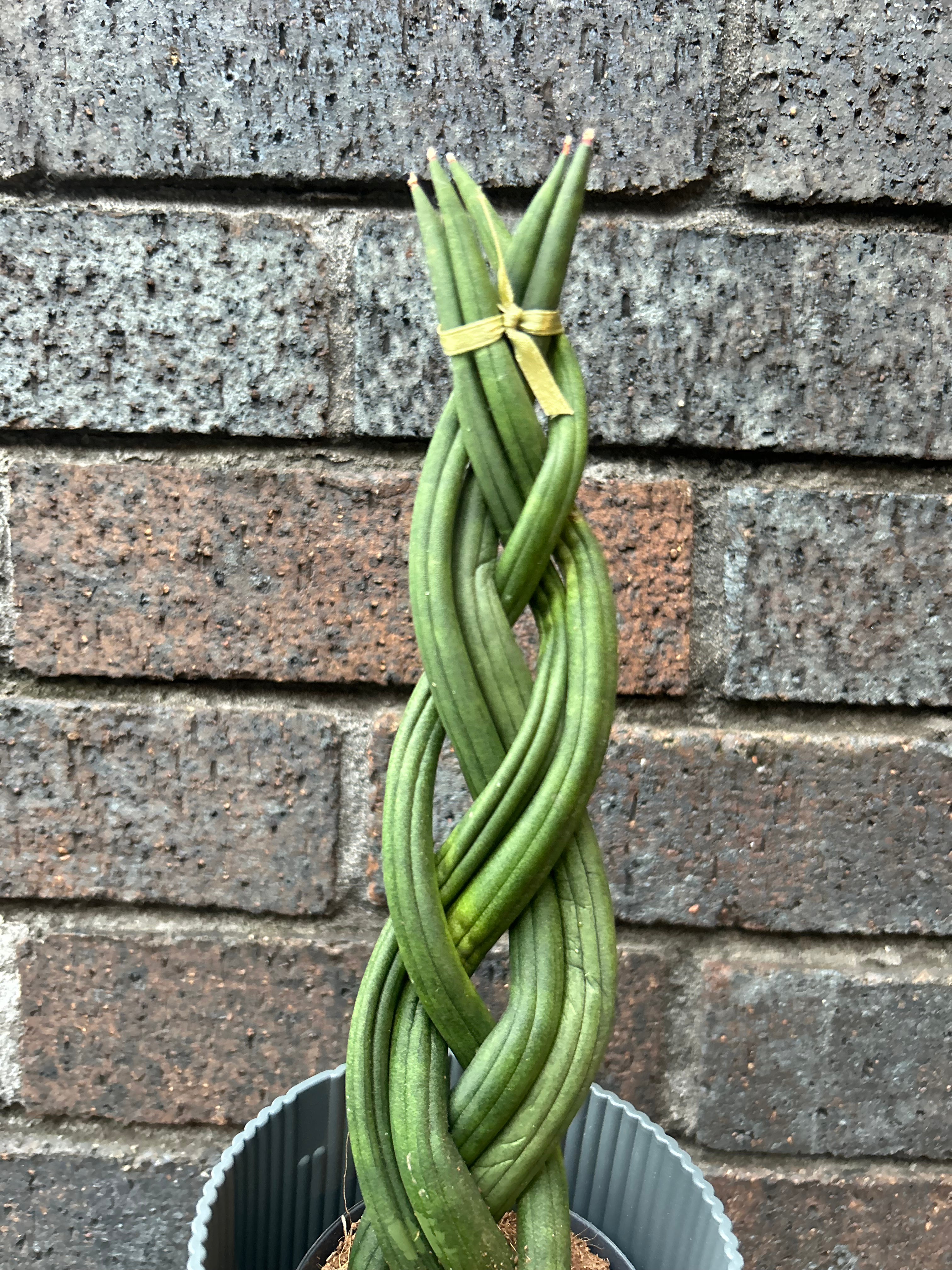 Sansevieria Cylindrica Braided