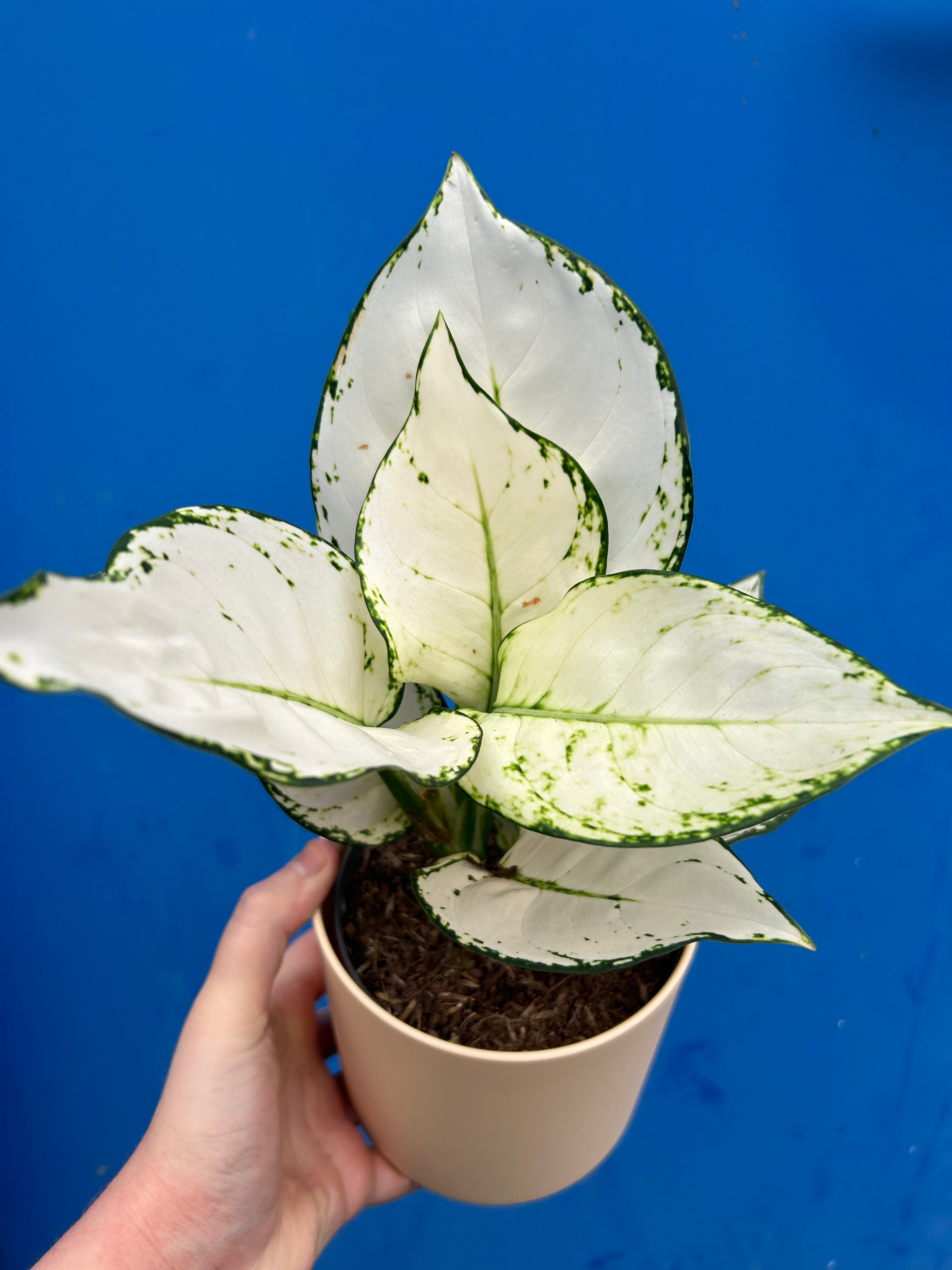 Aglaonema White Joy