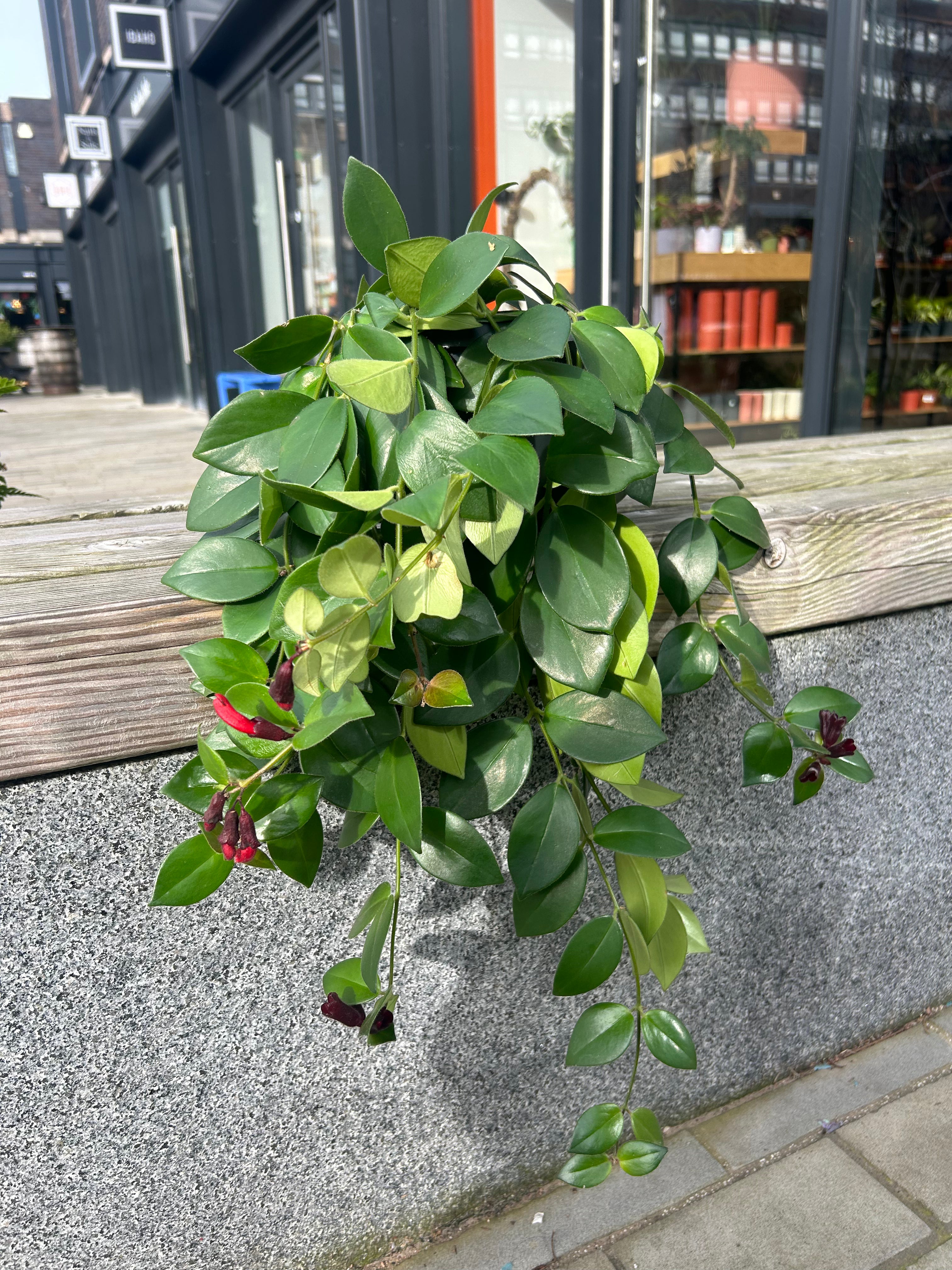 Aeschynanthus Mona Lisa
