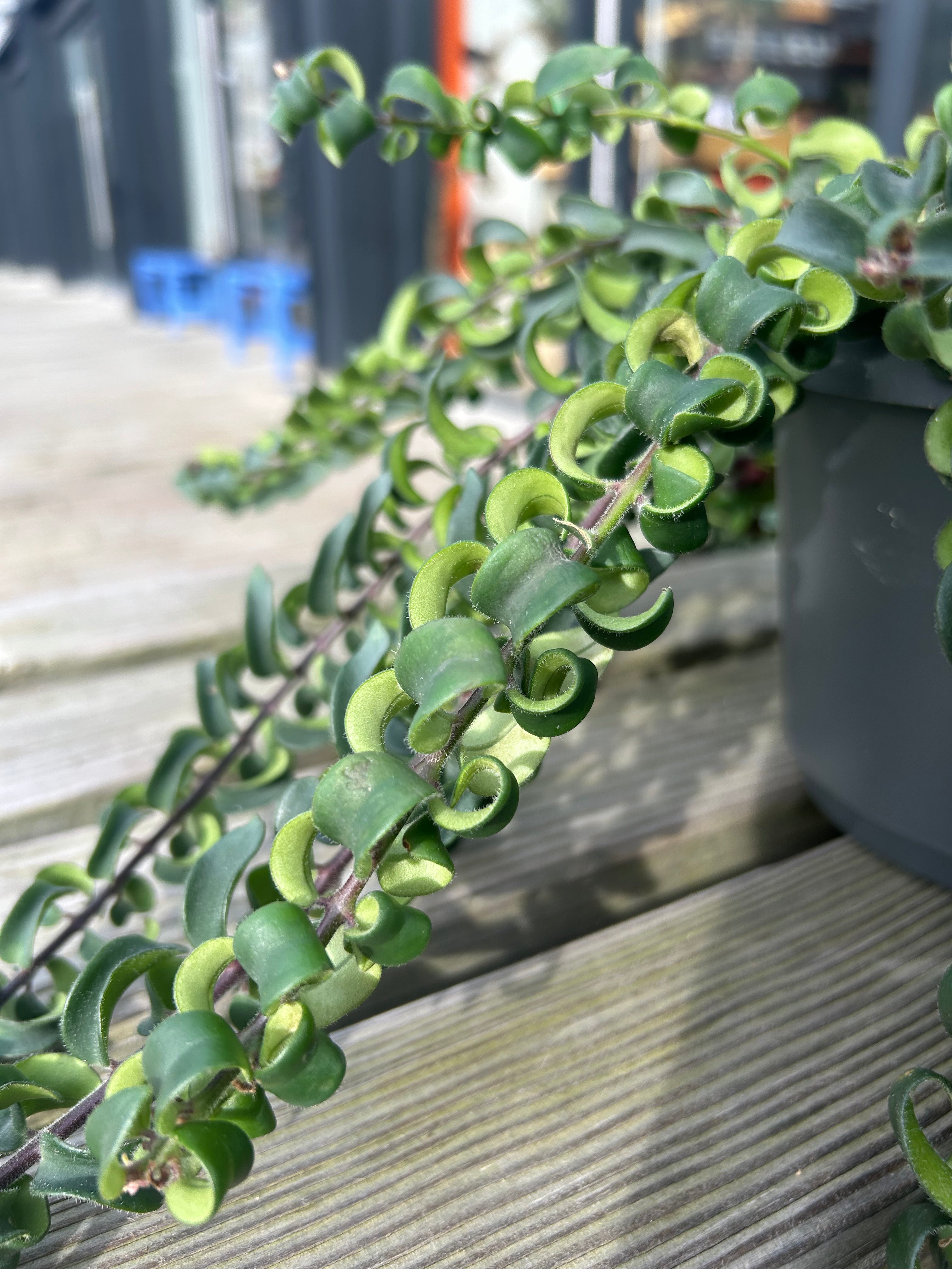 Aeschynanthus ‘Swing’