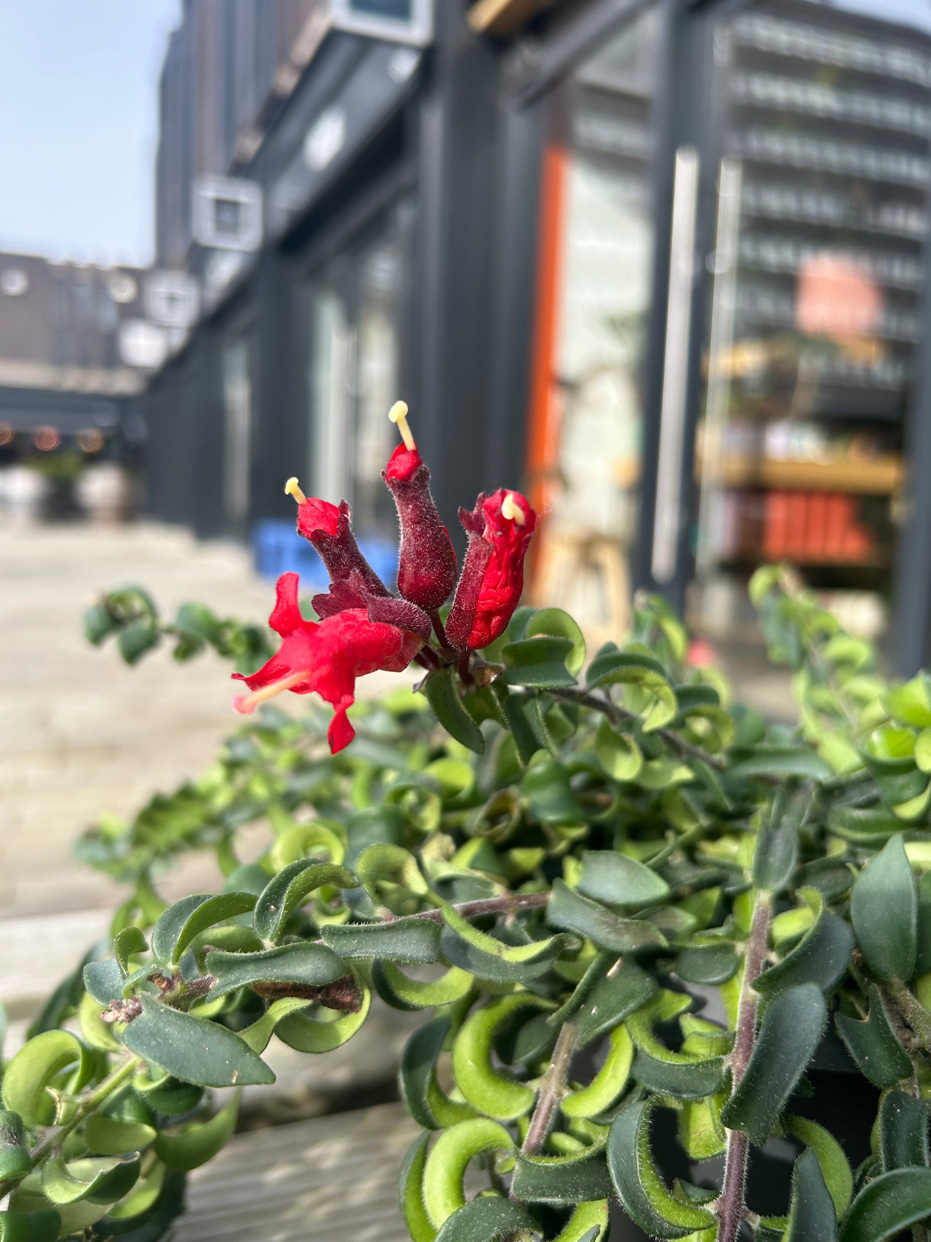 Aeschynanthus ‘Swing’