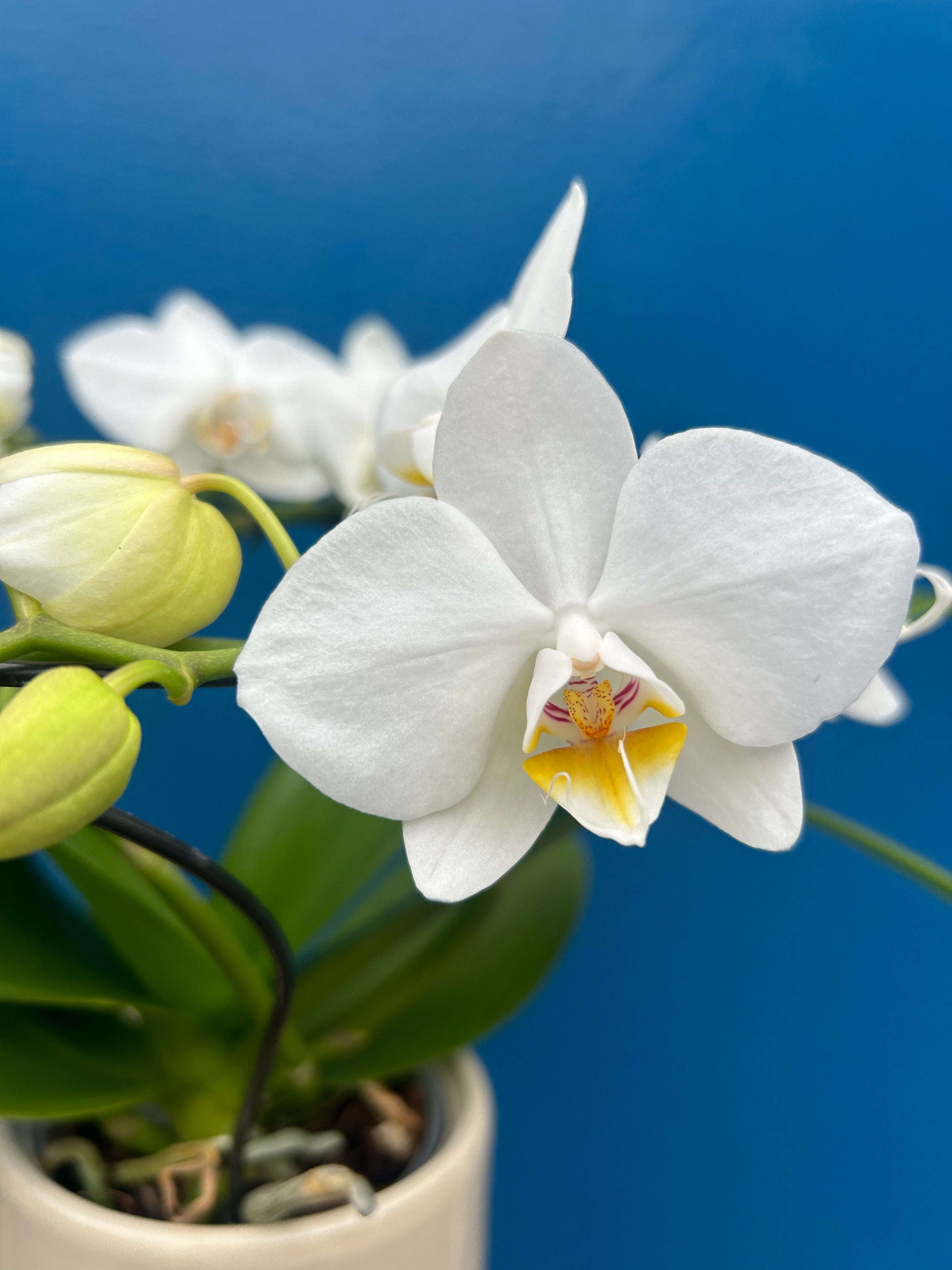 Phalaenopsis ‘Halo White’ in pot