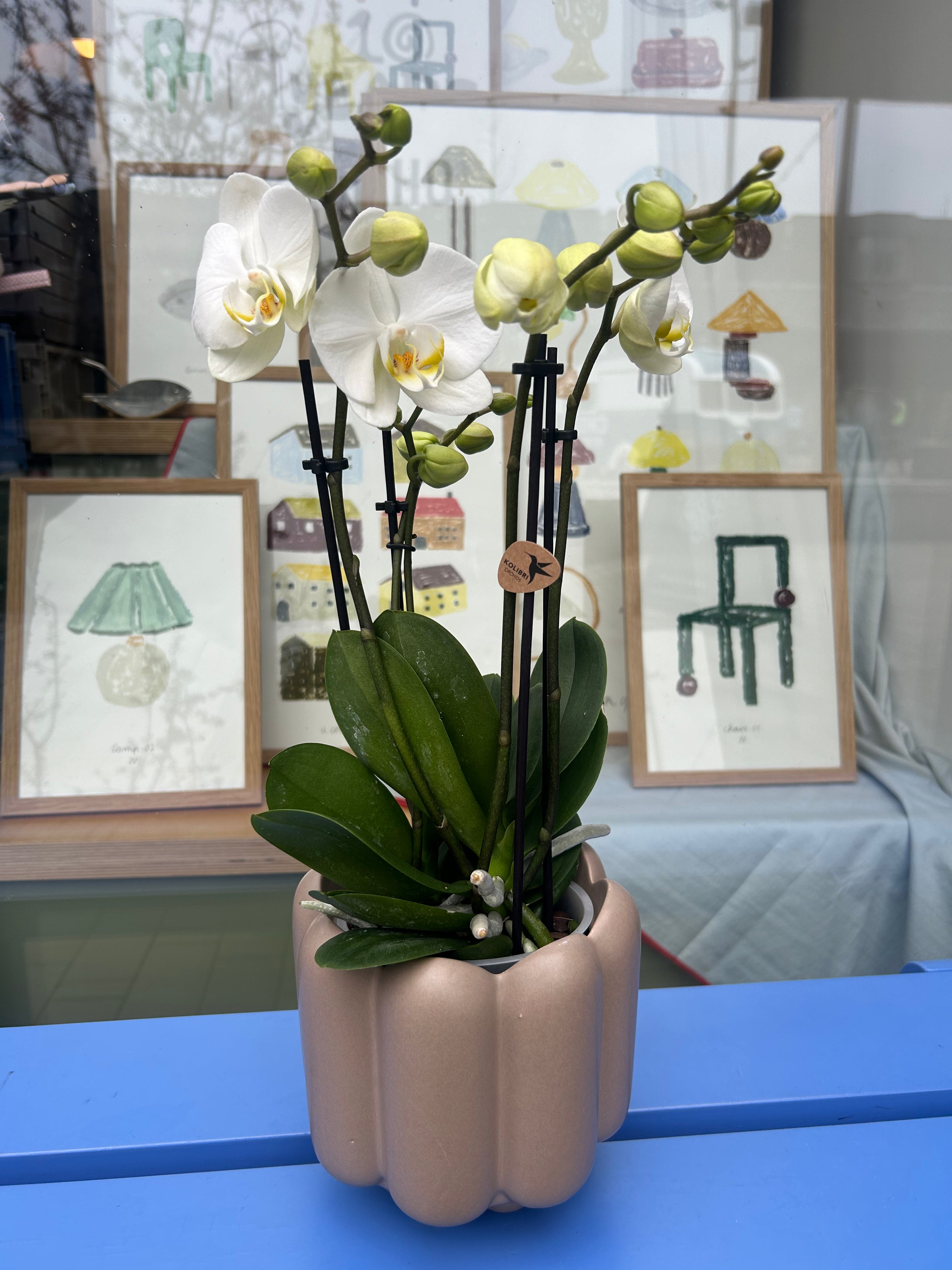 Phalaenopsis ‘Jewel Ghent’ in pot