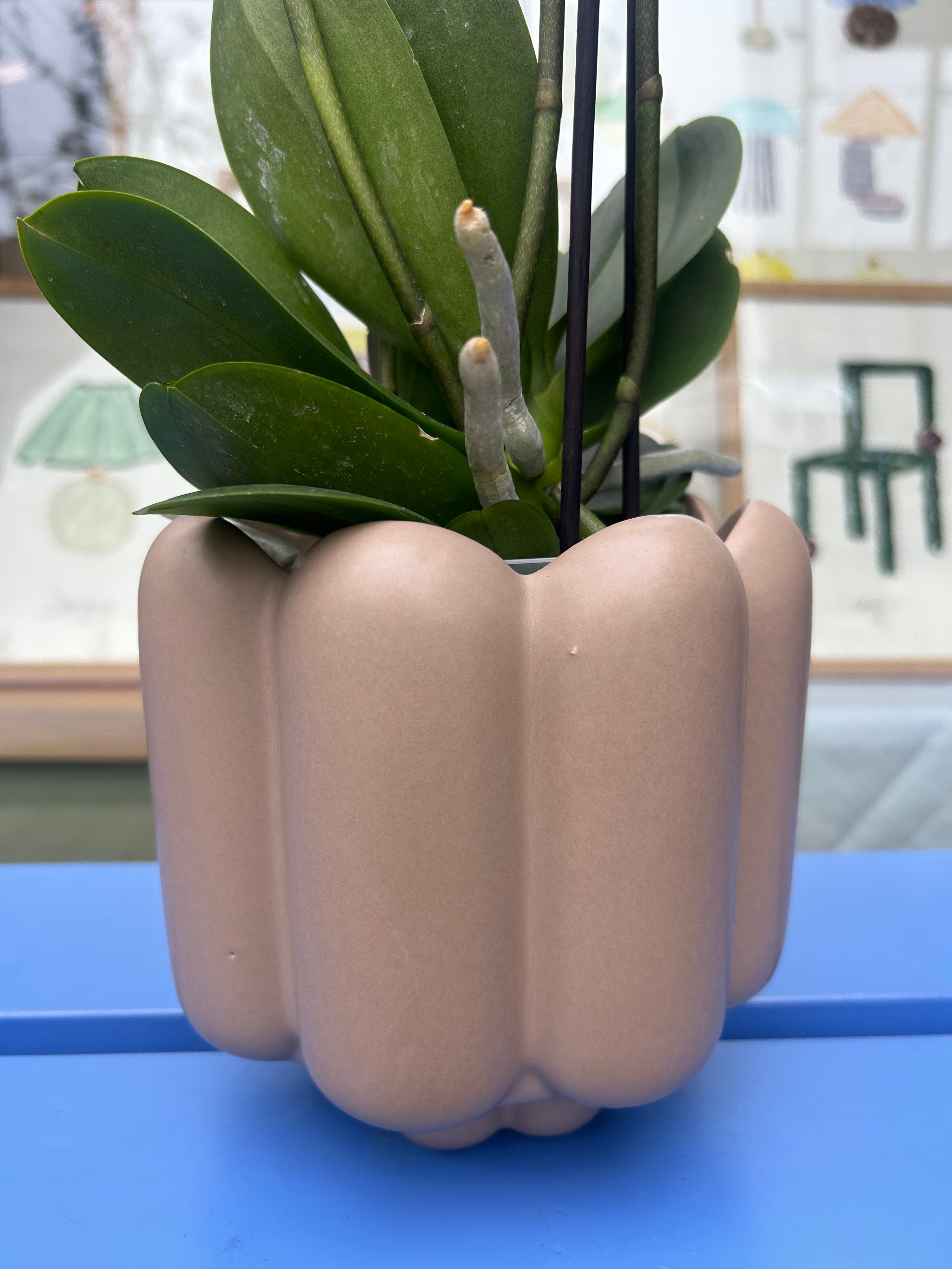 Phalaenopsis ‘Jewel Ghent’ in pot