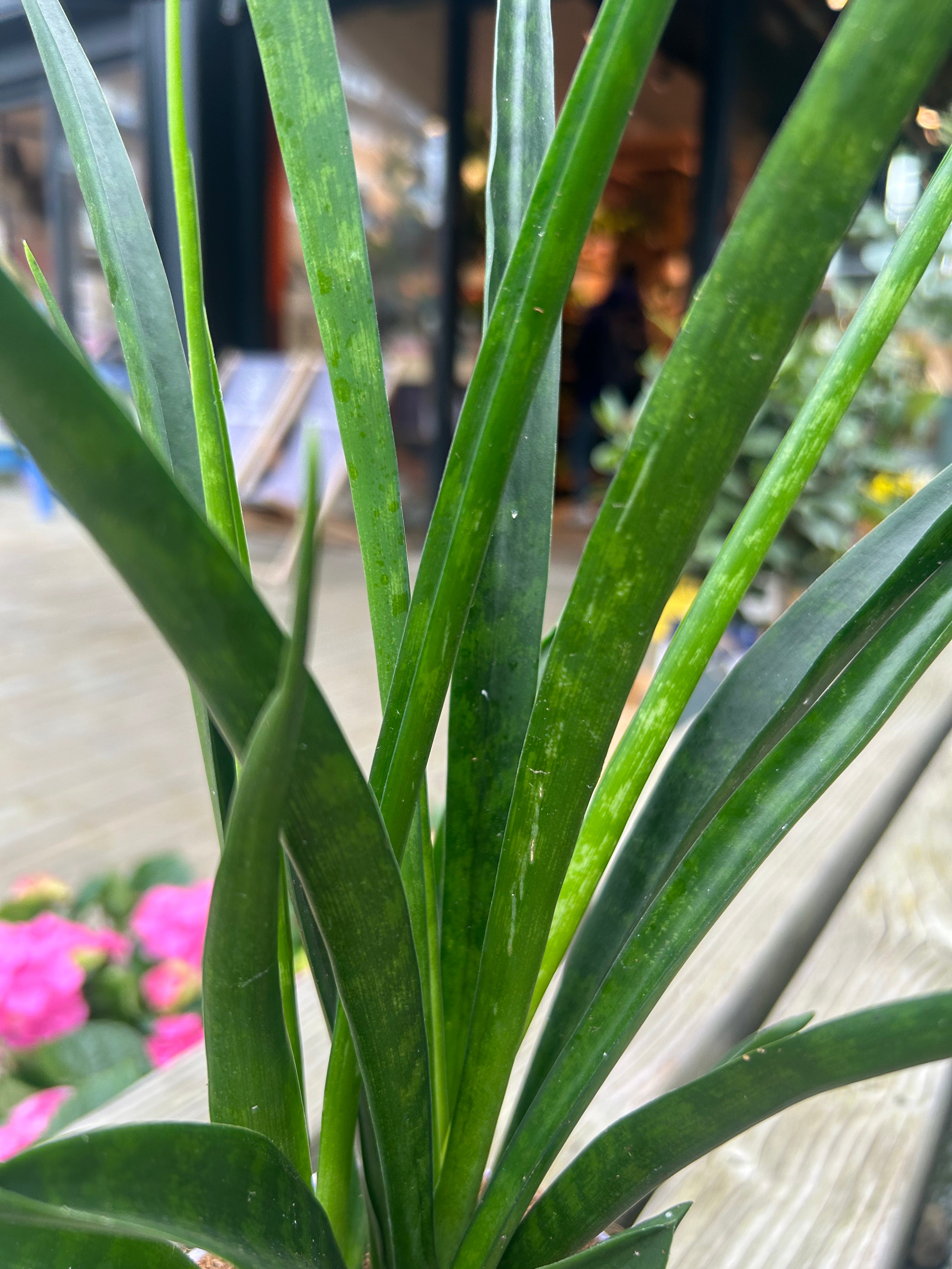 Sansevieria Kirki