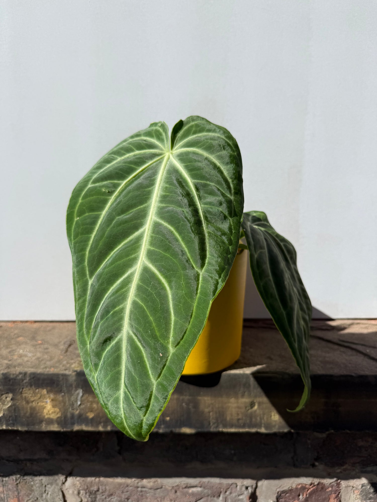 Anthurium Villenaorum