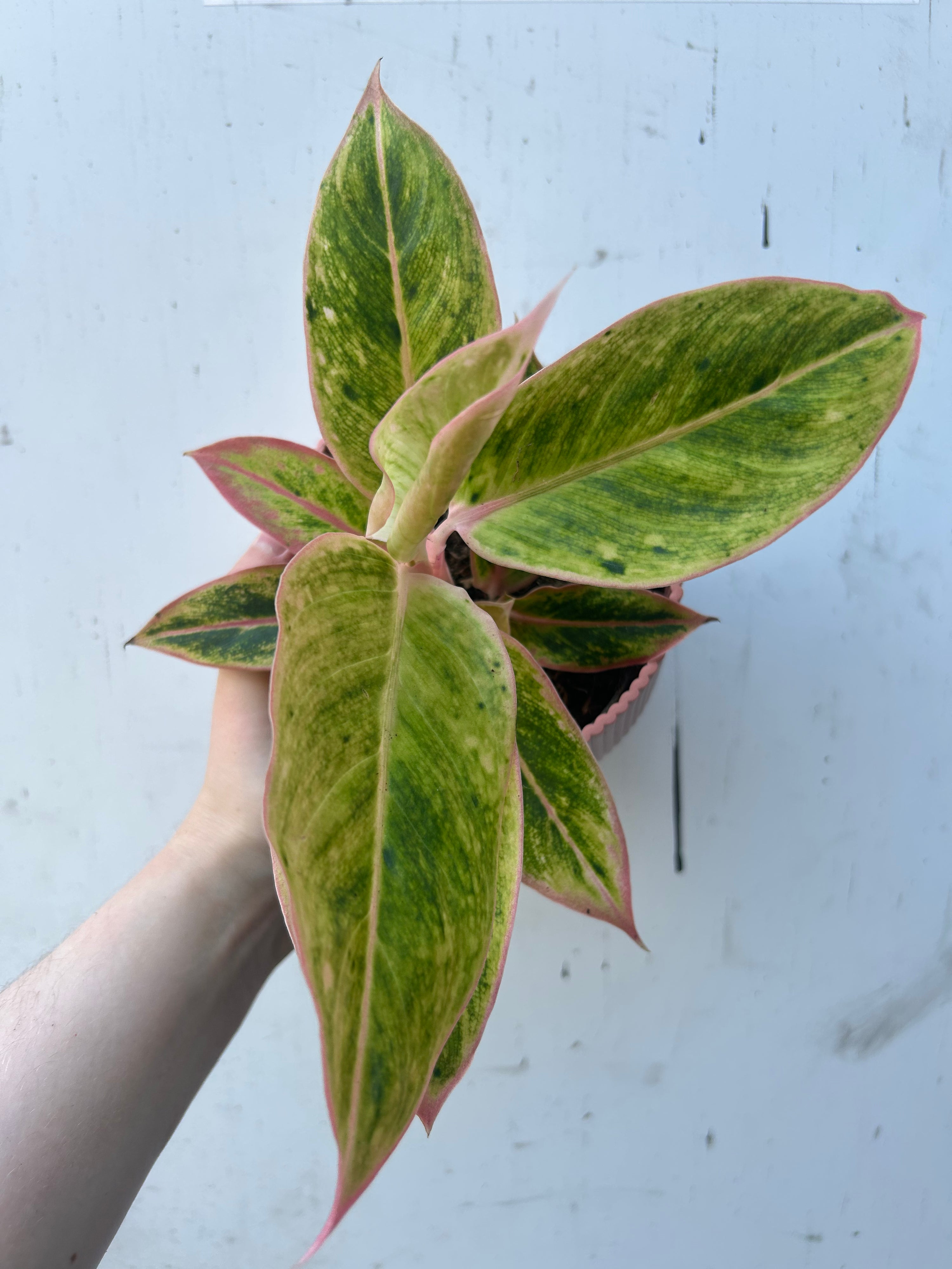 Aglaonema Salmon Fantasy