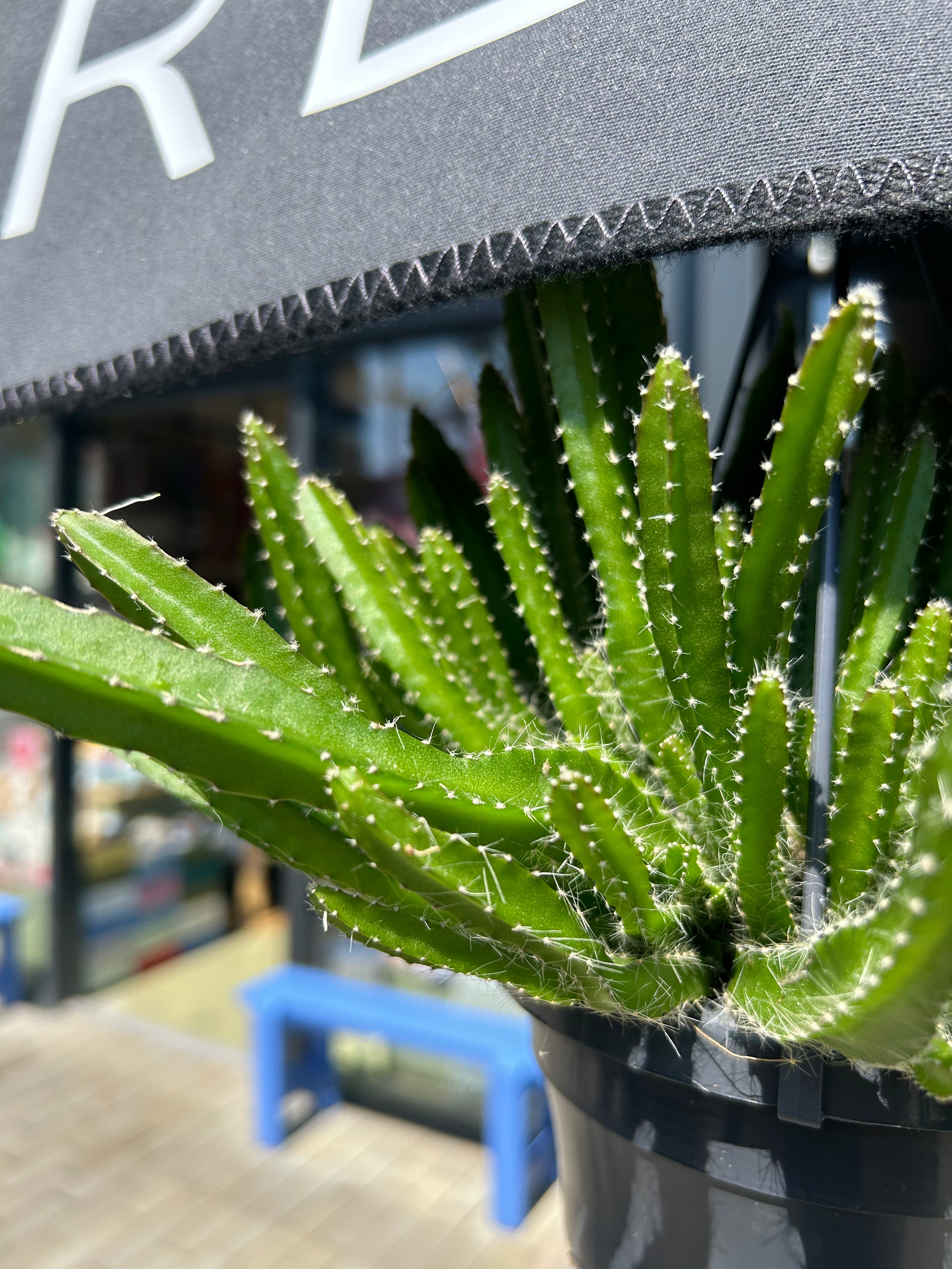 Hylocereus Undatus Dragon Fruit Cactus